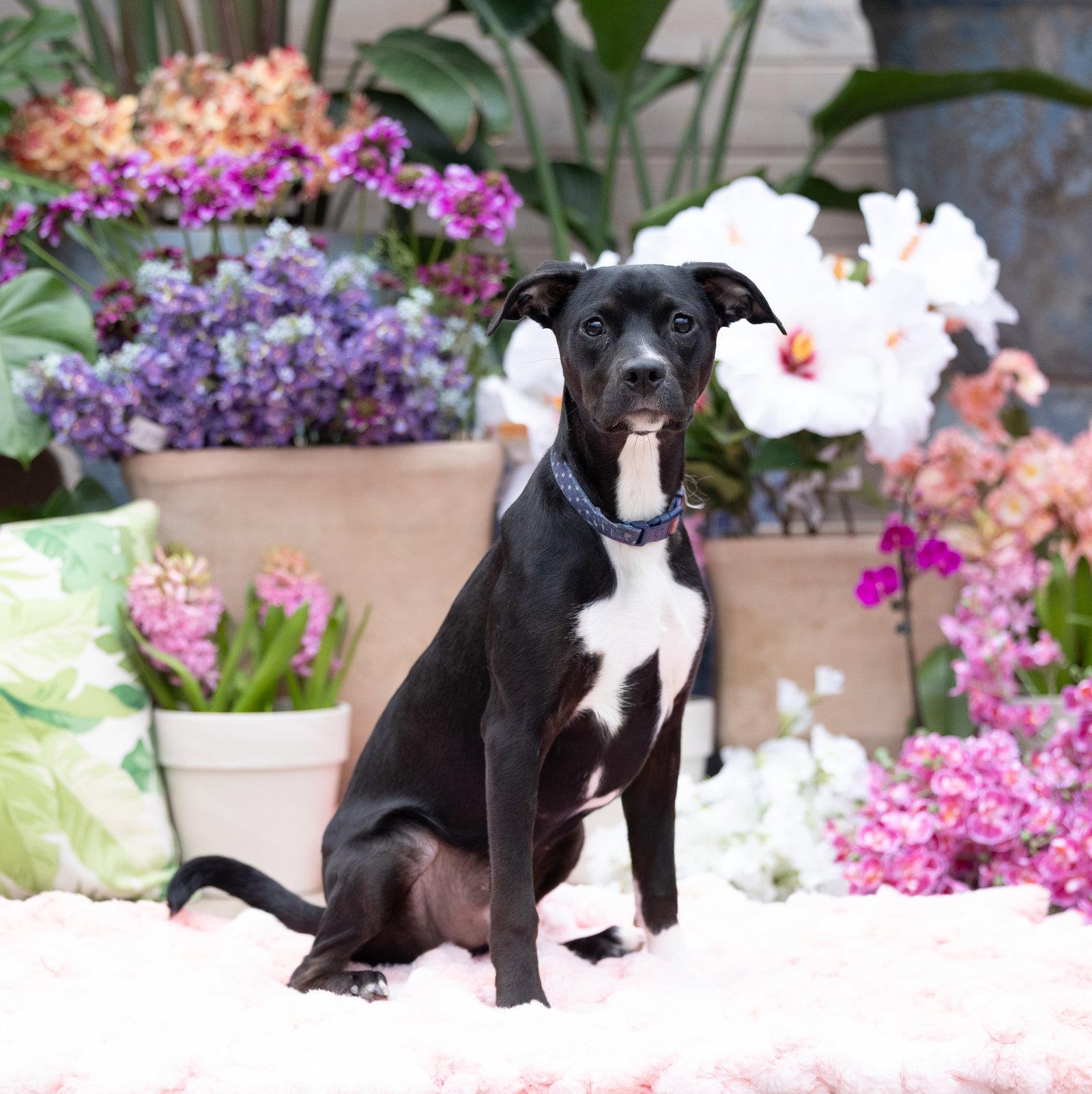 Enlarge Finn, a Adopted Terrier in Brooklyn Center, MN image 3/3