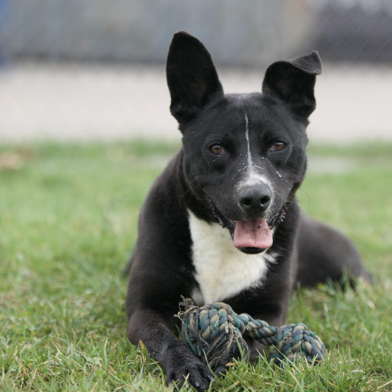 Enlarge Duke, a Adoptable mixed breed in Mount Sterling, KY image 1/4