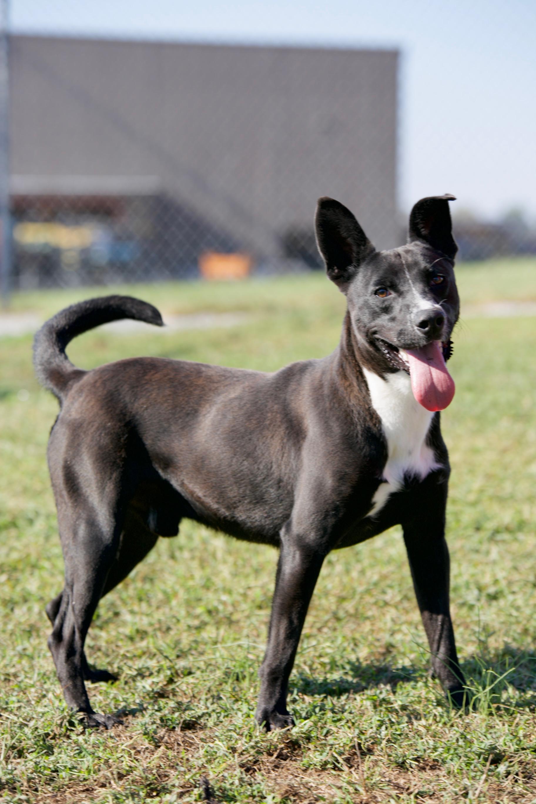 Duke, Adoptable, Adult Male Terrier & Basenji.