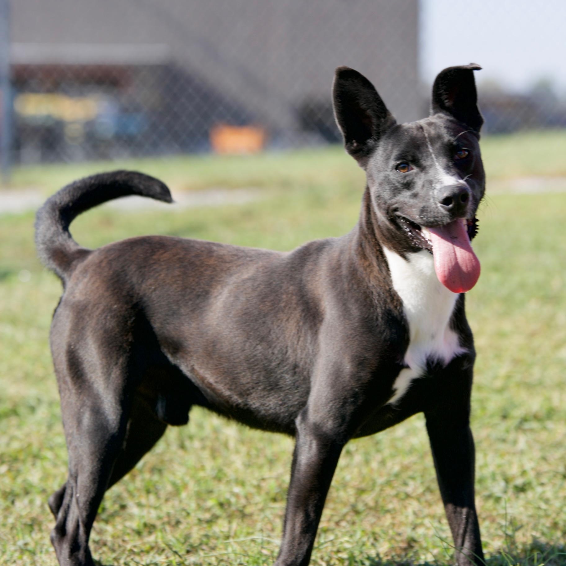 Enlarge Duke, a Adoptable mixed breed in Mount Sterling, KY image 2/4