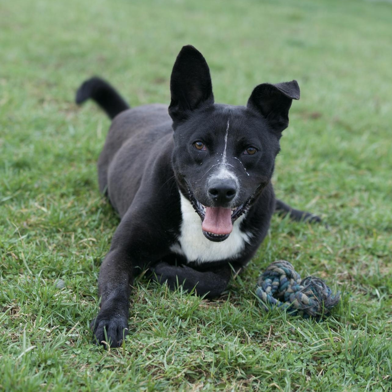 Enlarge Duke, a Adoptable mixed breed in Mount Sterling, KY image 3/4