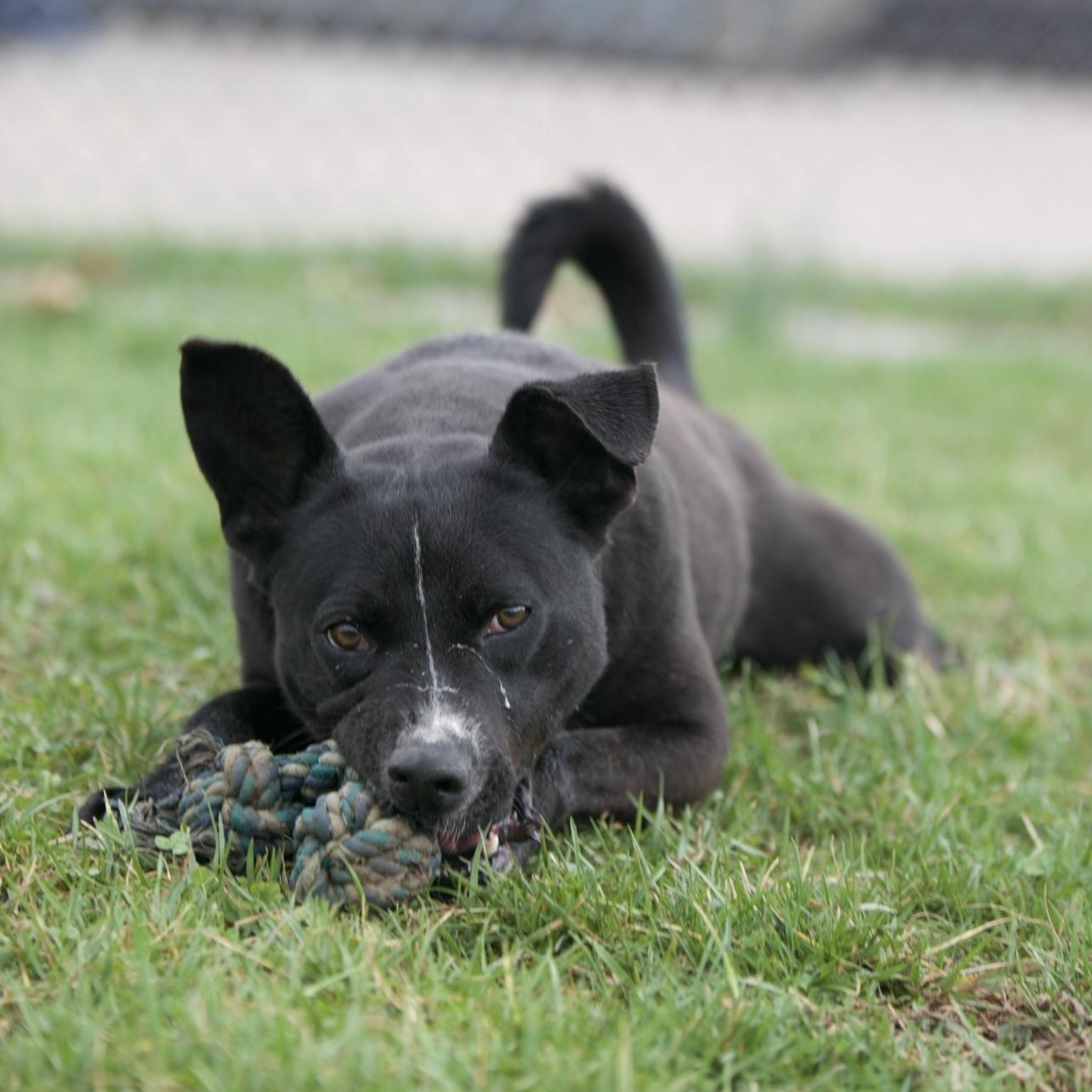 Enlarge Duke, a Adoptable mixed breed in Mount Sterling, KY image 4/4