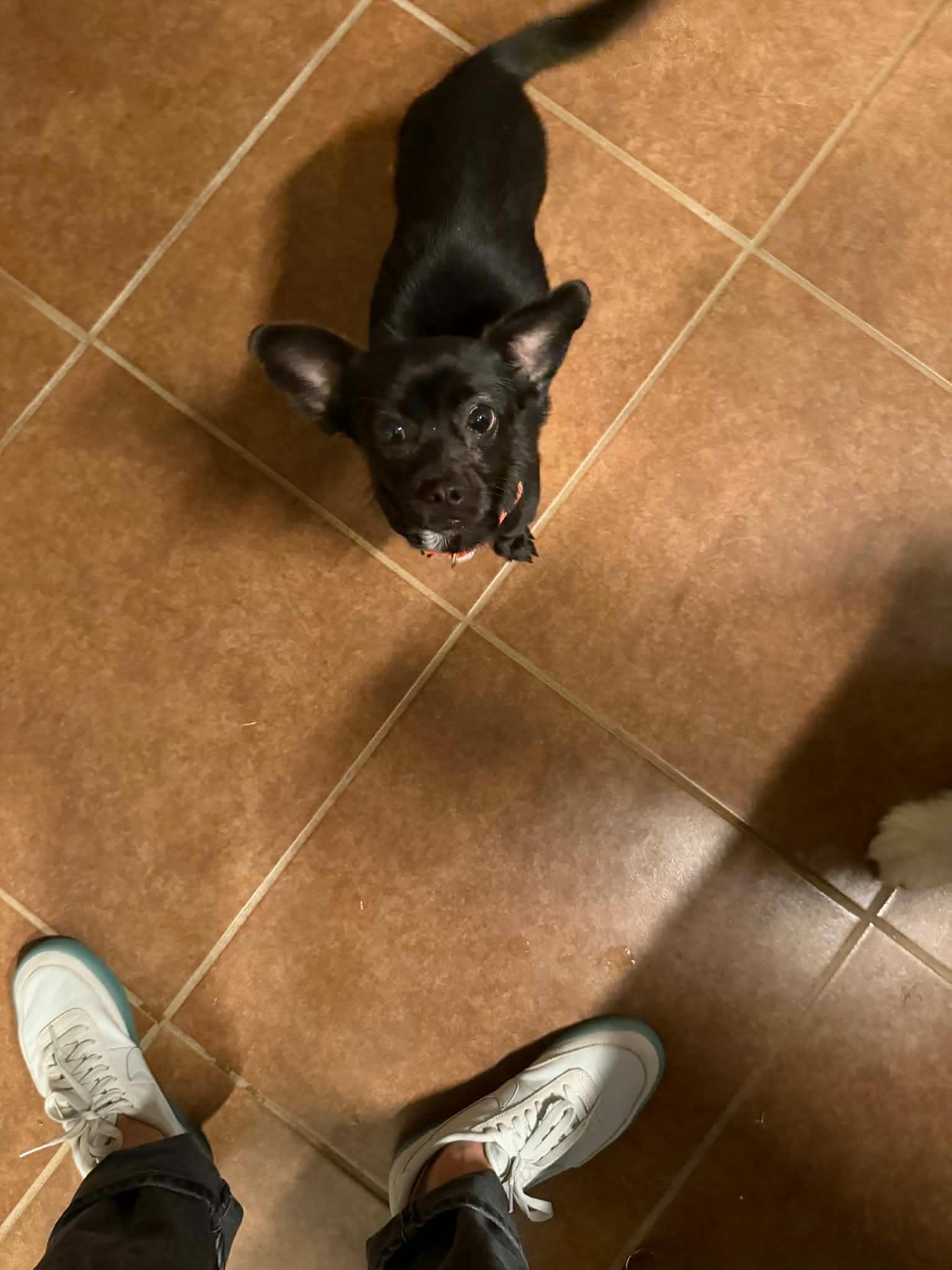 Luna, ADOPTABLE, Young Female Chihuahua & Dachshund.