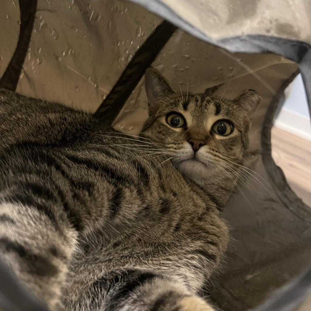 Dorothy, a Adoptable Domestic Short Hair in PITTSBURGH, PA image 1/3