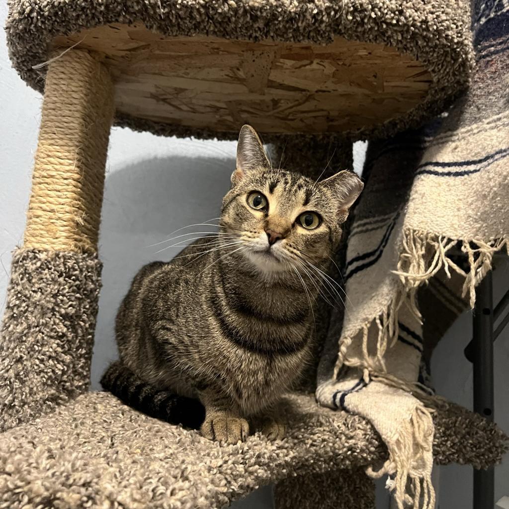 Dorothy, a Adoptable Domestic Short Hair in PITTSBURGH, PA image 2/3