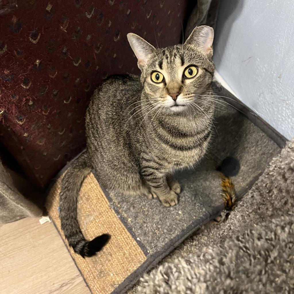 Dorothy, a Adoptable Domestic Short Hair in PITTSBURGH, PA image 3/3