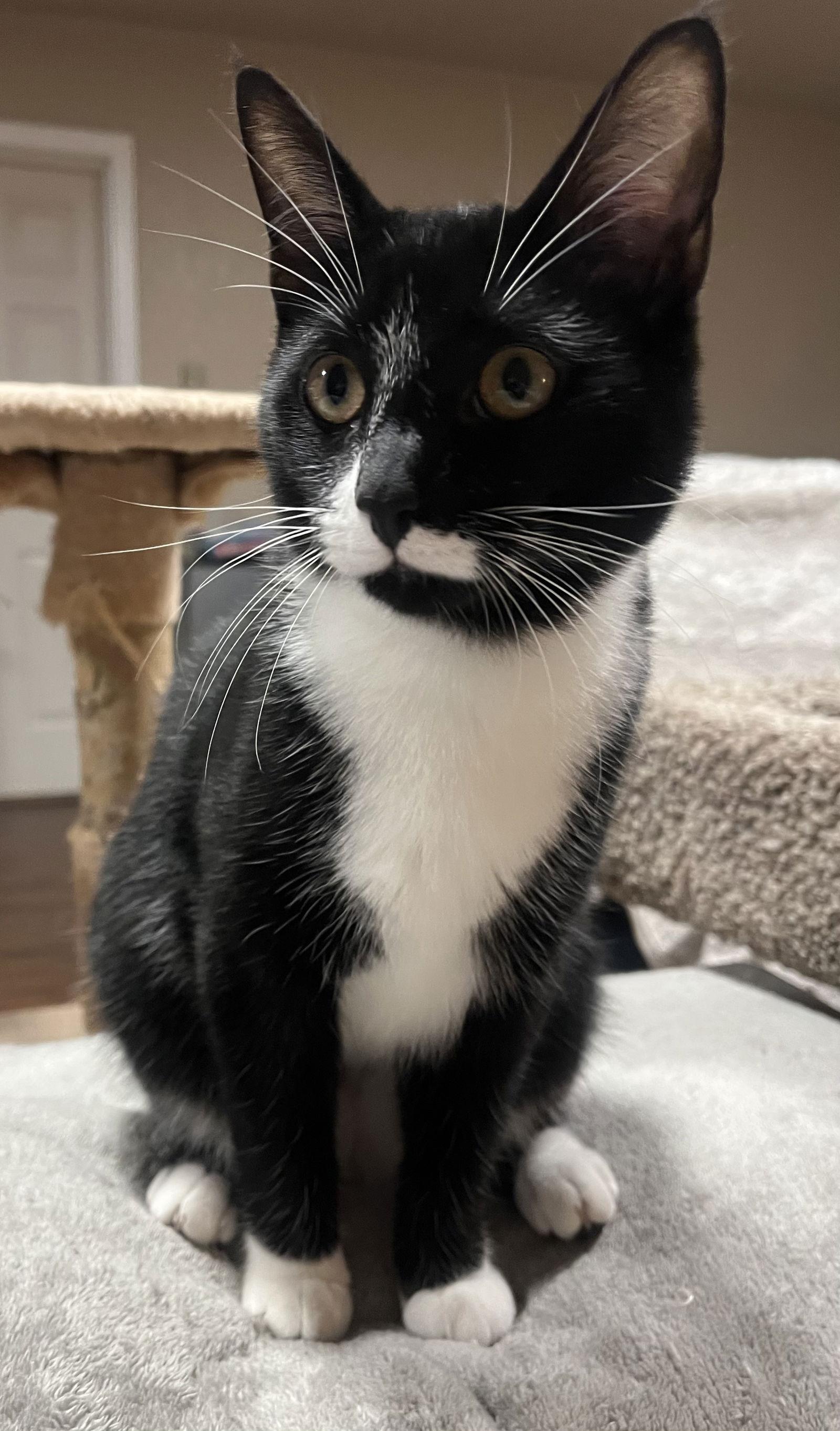 Enlarge Lexus, a Adoptable Domestic Short Hair in Burlington, WA image 1/3