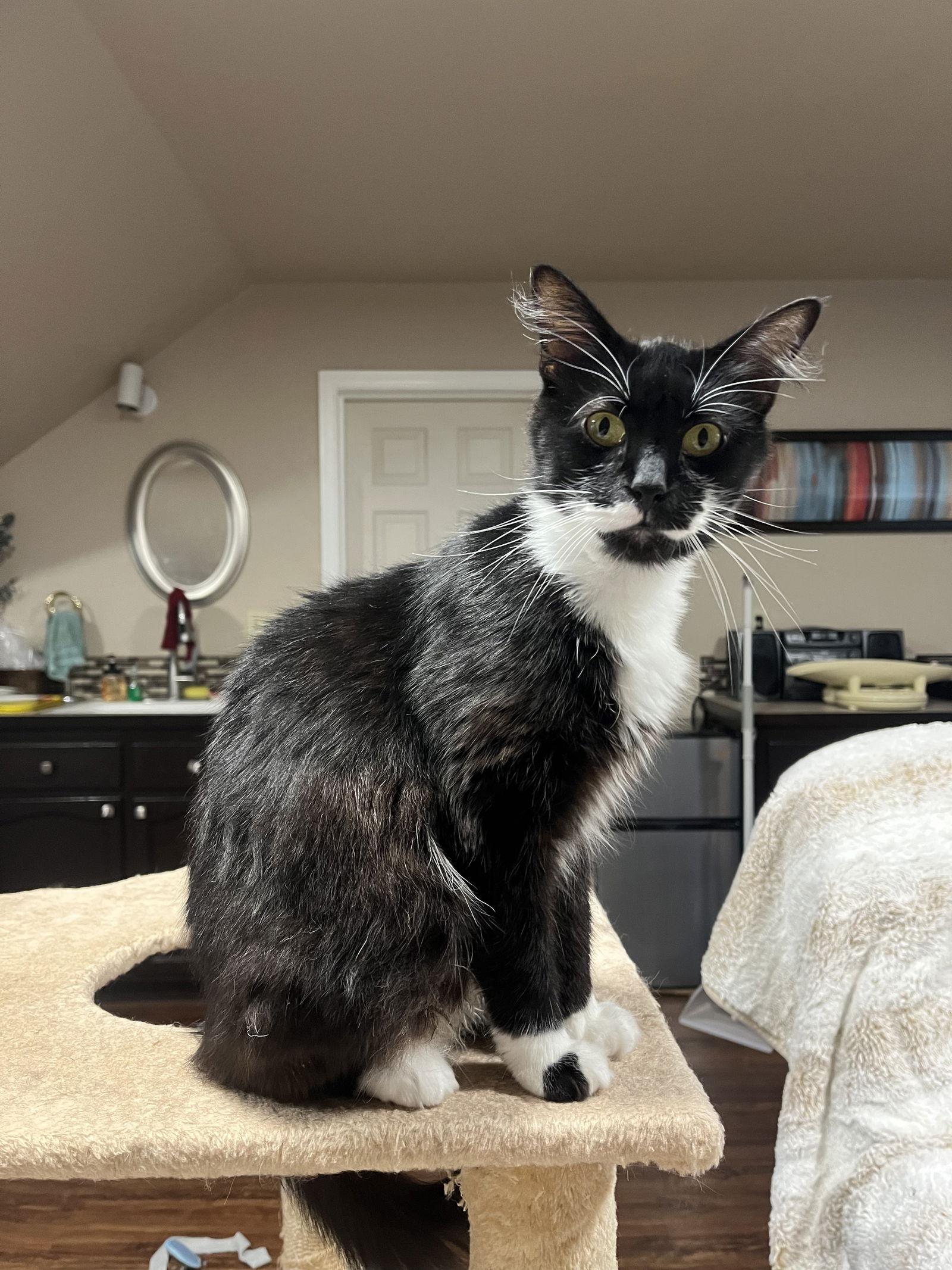 Lexus, a Adoptable Domestic Short Hair in Burlington, WA image 1/3