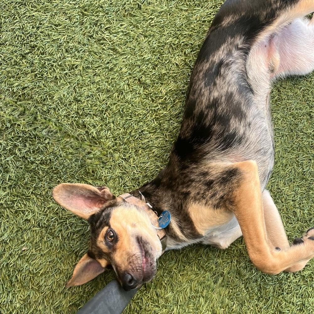 Enlarge Beau, a Adoptable mixed breed in Hurricane, UT image 2/6