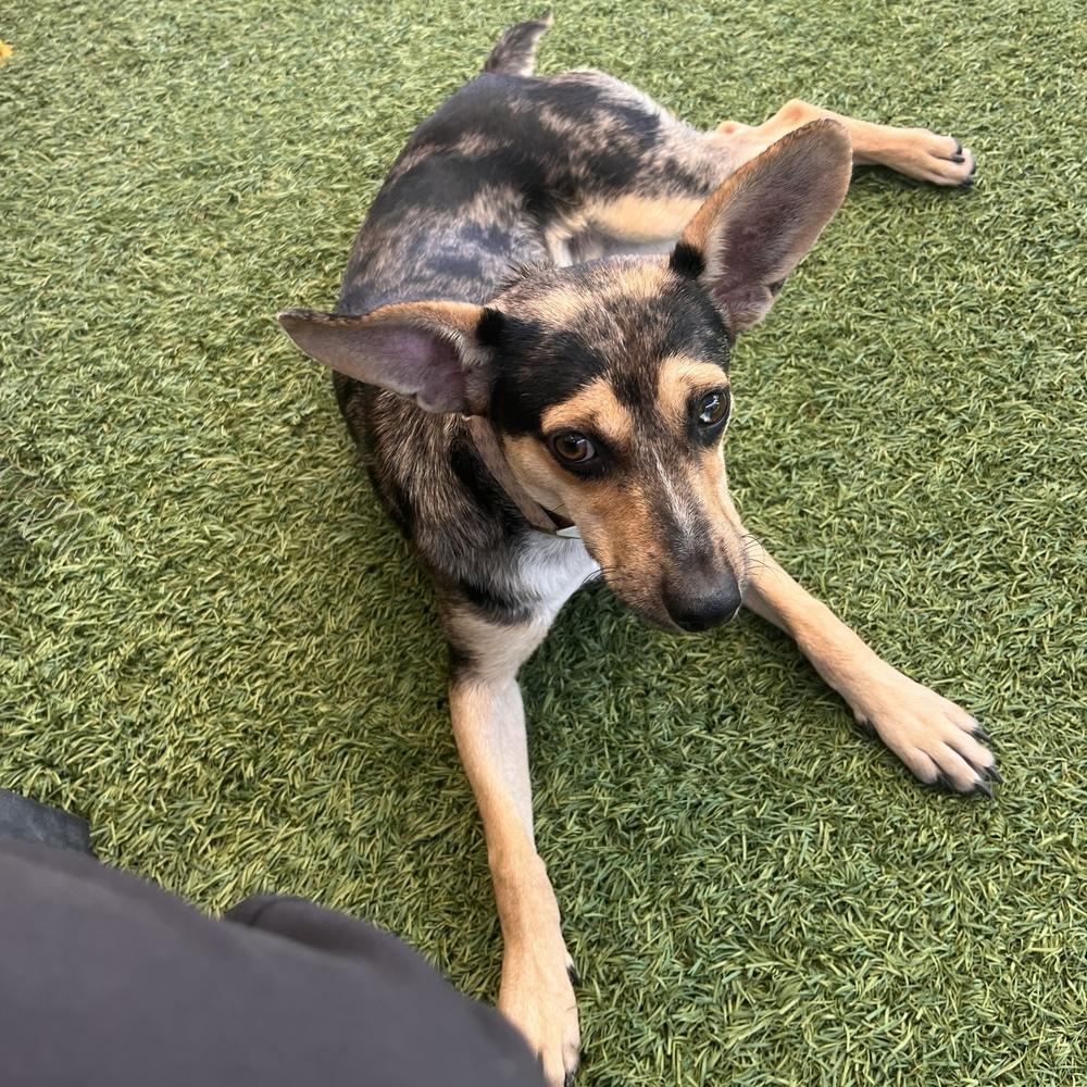 Enlarge Beau, a Adoptable mixed breed in Hurricane, UT image 3/6