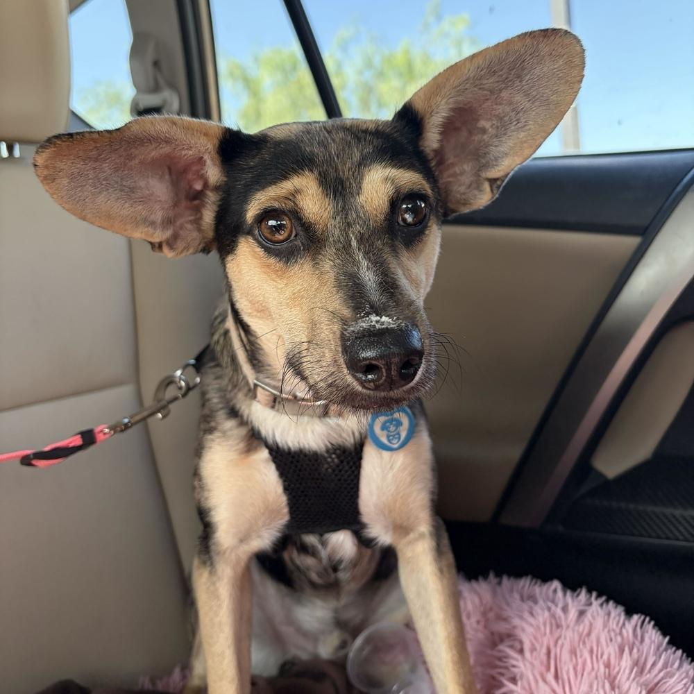Beau, Adoptable, Young Male Mixed Breed.