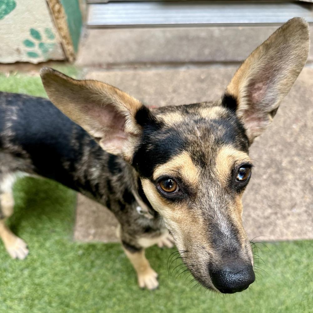 Enlarge Beau, a Adoptable mixed breed in Hurricane, UT image 5/6