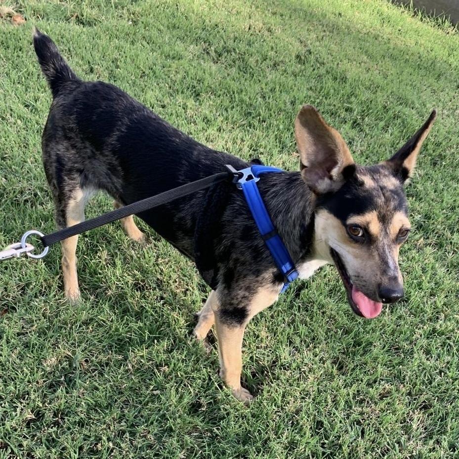 Enlarge Beau, a Adoptable mixed breed in Hurricane, UT image 6/6