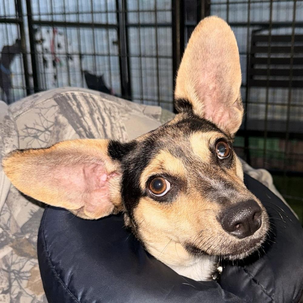 Enlarge Beau, a Adoptable mixed breed in Hurricane, UT image 4/6