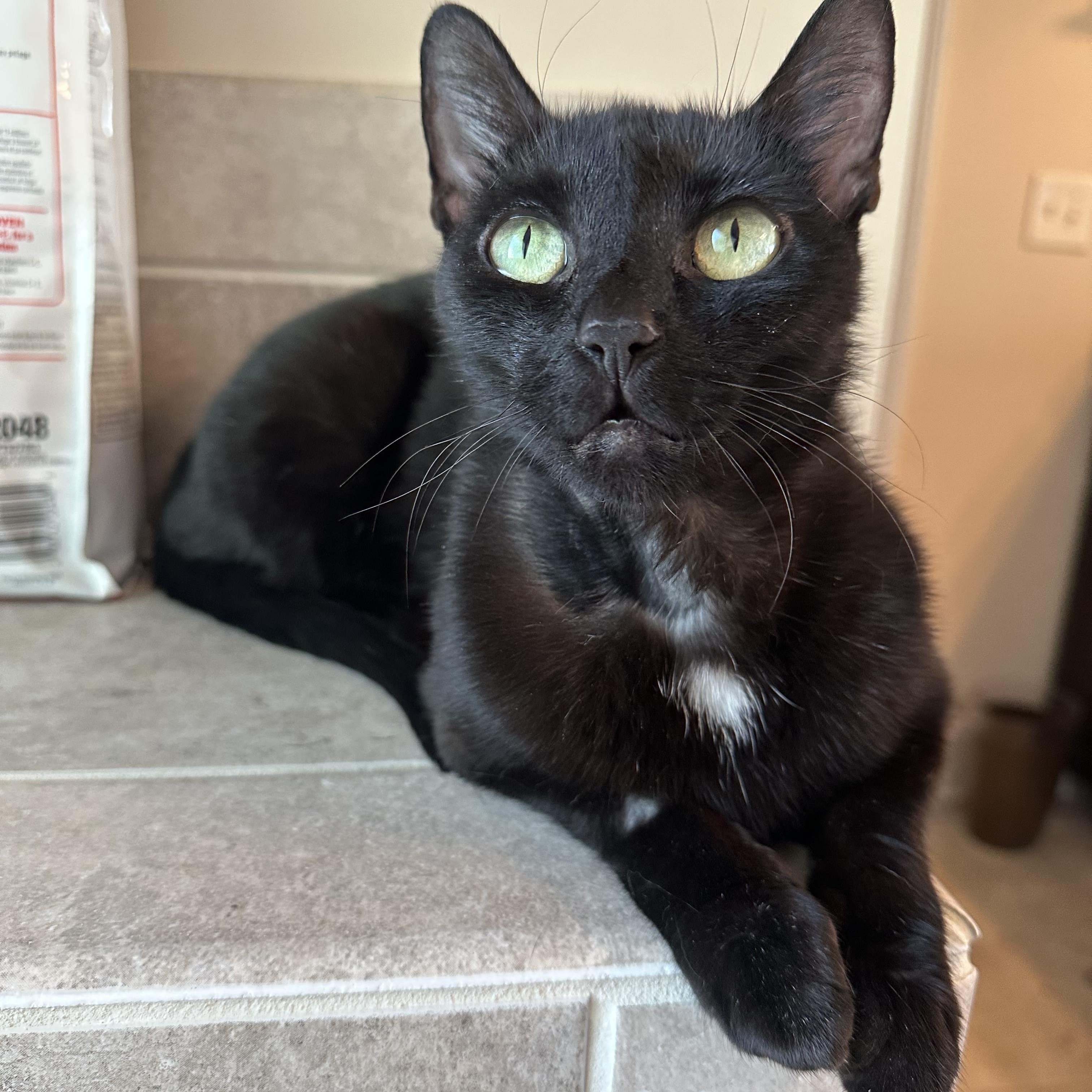 Luna - The TikTok Famous LunaTik, Adoptable, Adult Female Domestic Short Hair.