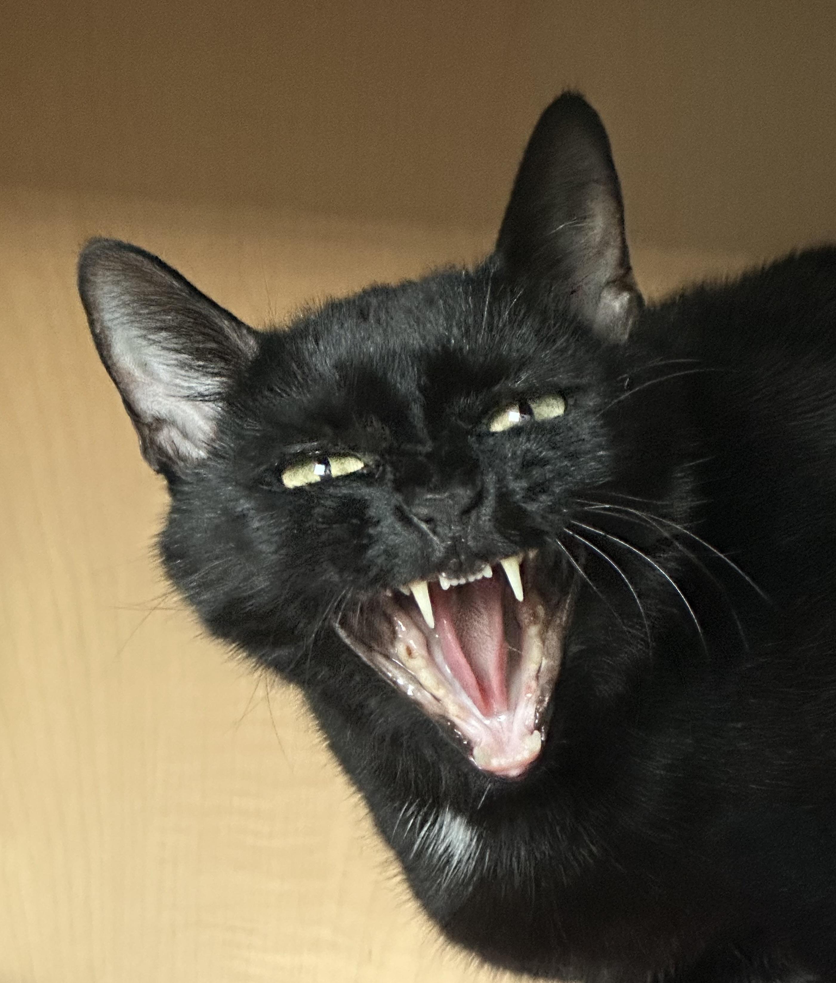 Luna - The TikTok Famous LunaTik, a Adoptable Domestic Short Hair in Woodstock, GA image 2/5