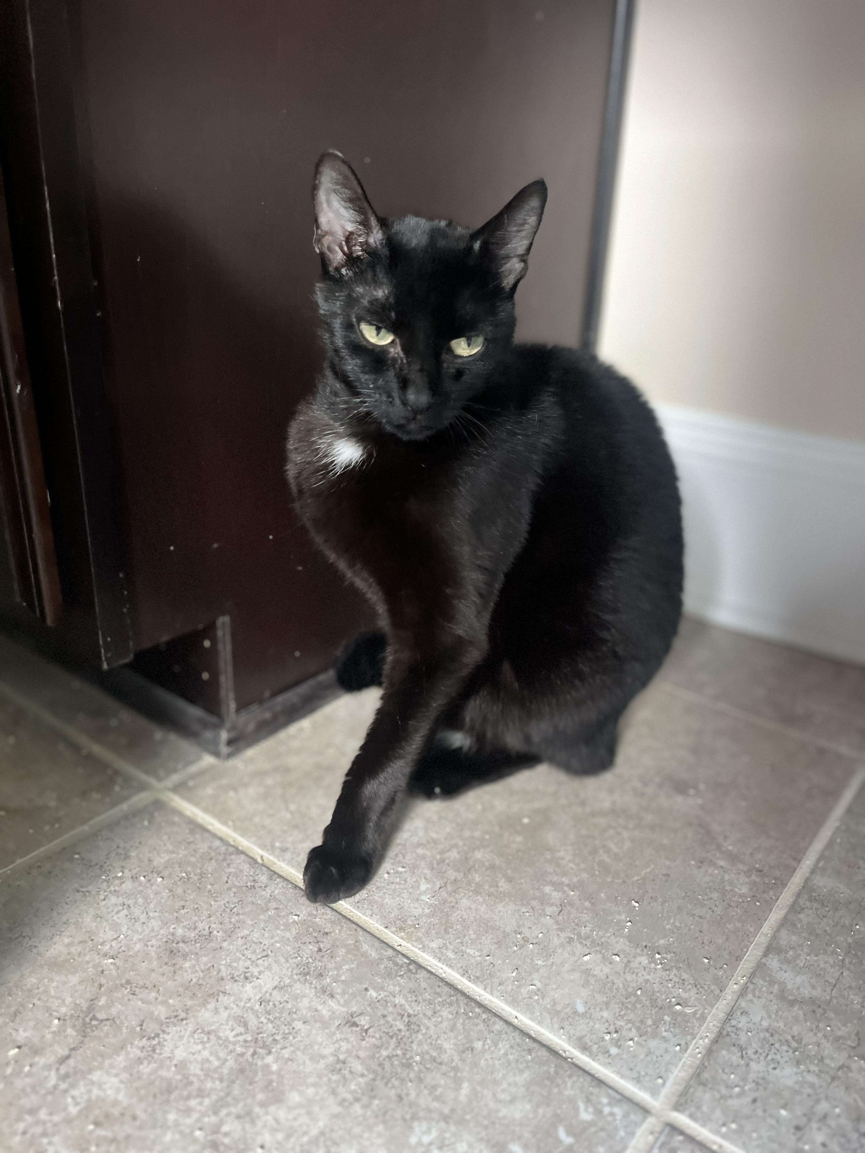 Luna - The TikTok Famous LunaTik, a Adoptable Domestic Short Hair in Woodstock, GA image 4/5