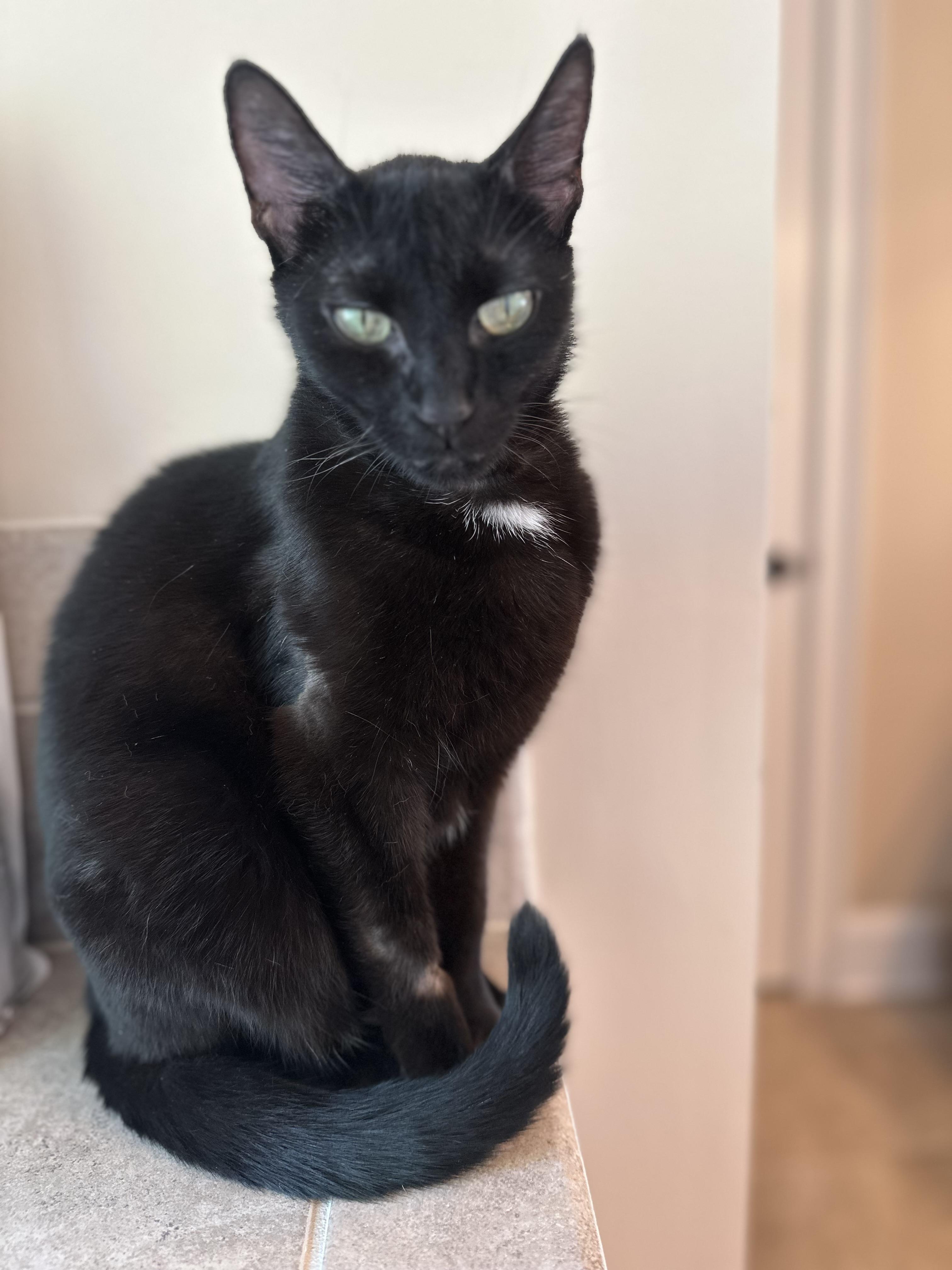 Luna - The TikTok Famous LunaTik, Adoptable, Adult Female Domestic Short Hair.