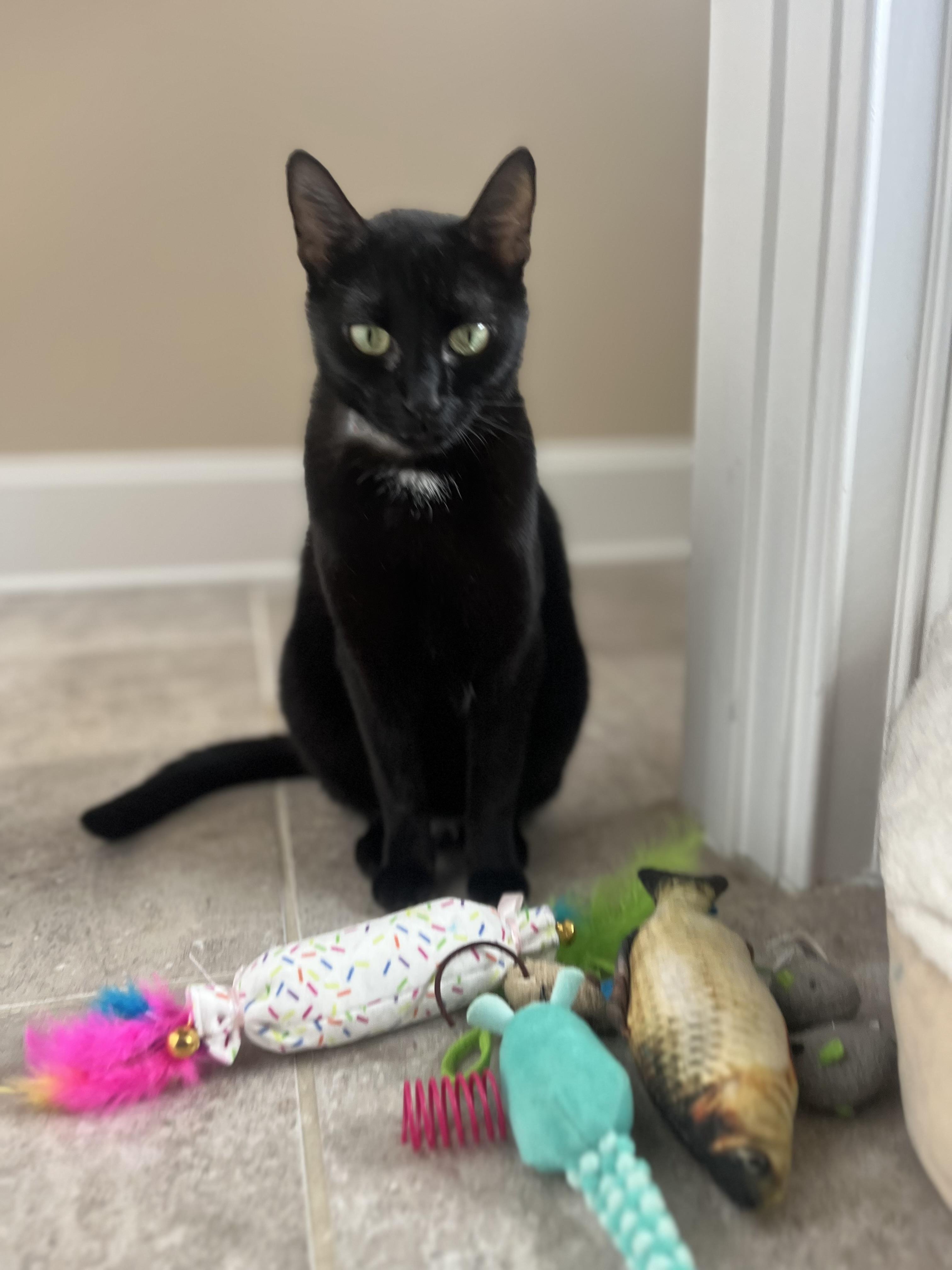 Luna - The TikTok Famous LunaTik, a Adoptable Domestic Short Hair in Woodstock, GA image 5/5