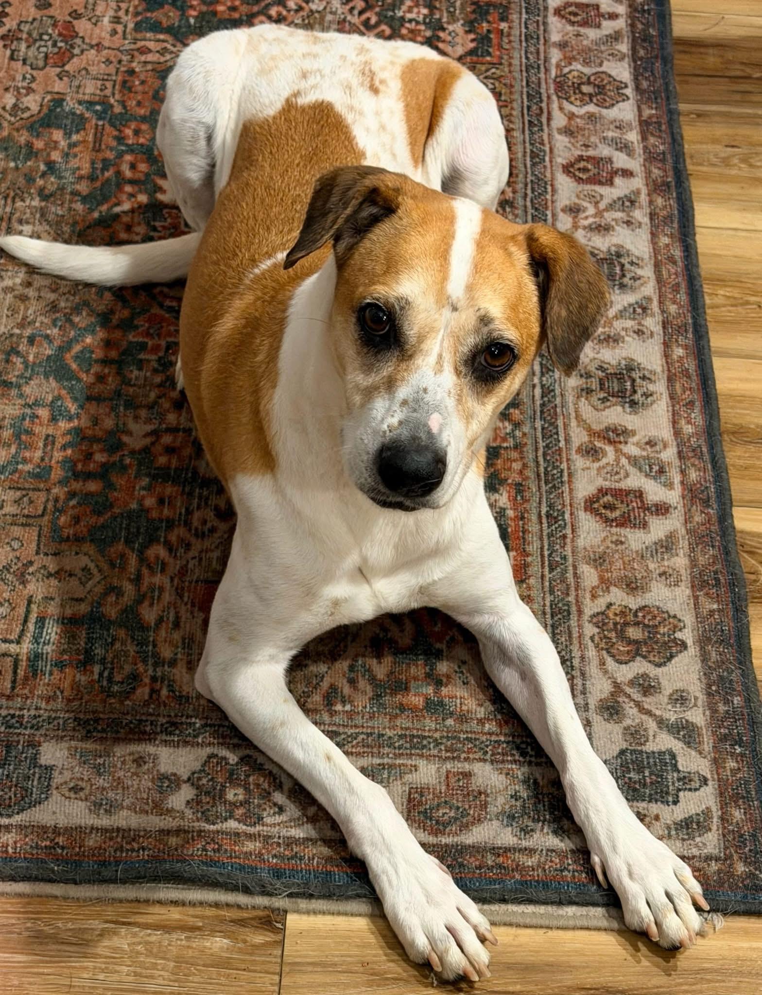 Loretta Lynn , ADOPTABLE, Adult Female Hound.