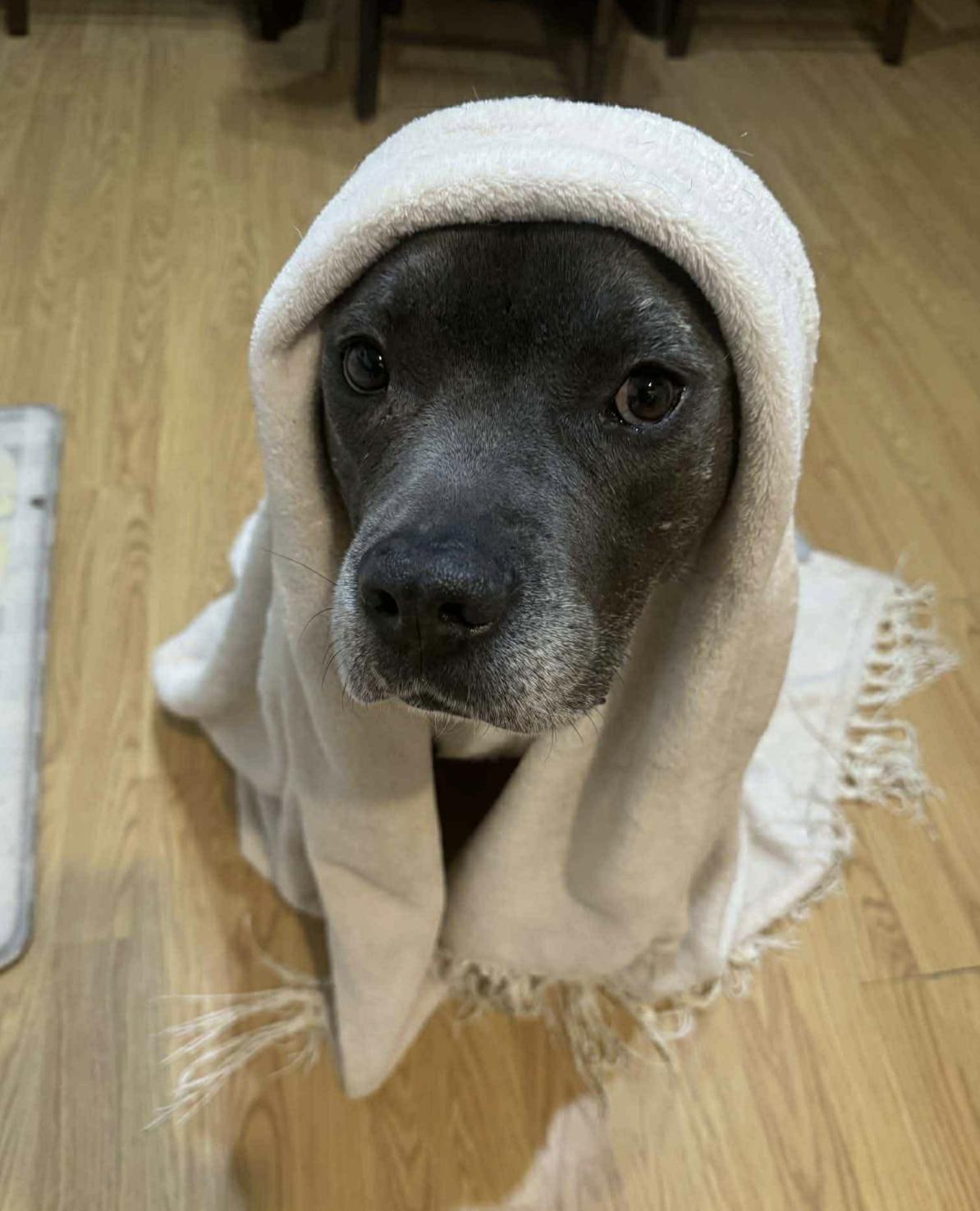 Sanson — thumbnail 5