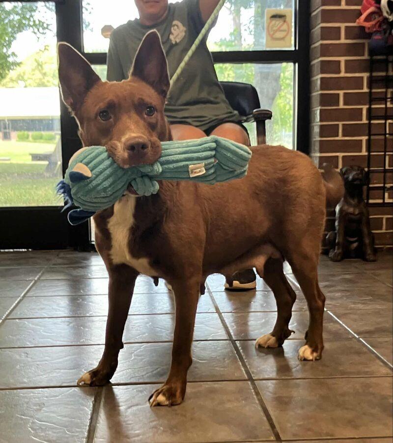 Kynlee, a Adoptable mixed breed in Jackson, TN image 1/6