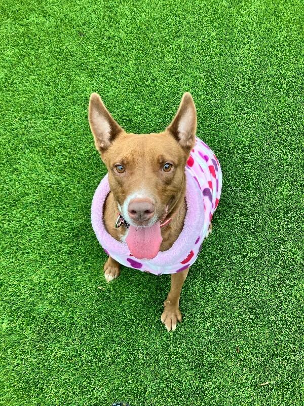 Enlarge Kynlee, a Adoptable mixed breed in Jackson, TN image 2/6