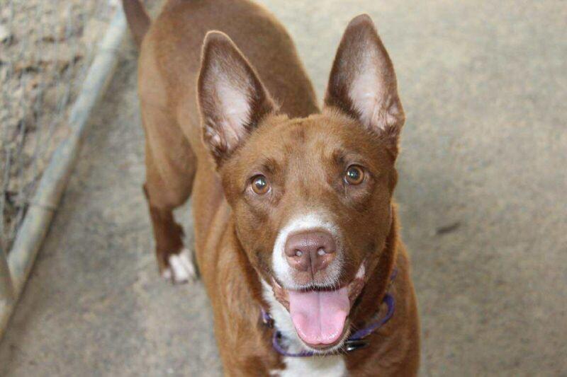 Kynlee, a Adoptable mixed breed in Jackson, TN image 2/6