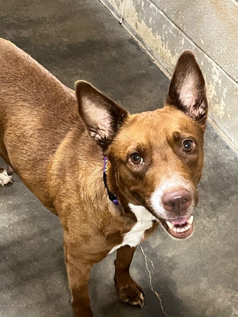 Enlarge Kynlee, a Adoptable mixed breed in Jackson, TN image 3/6