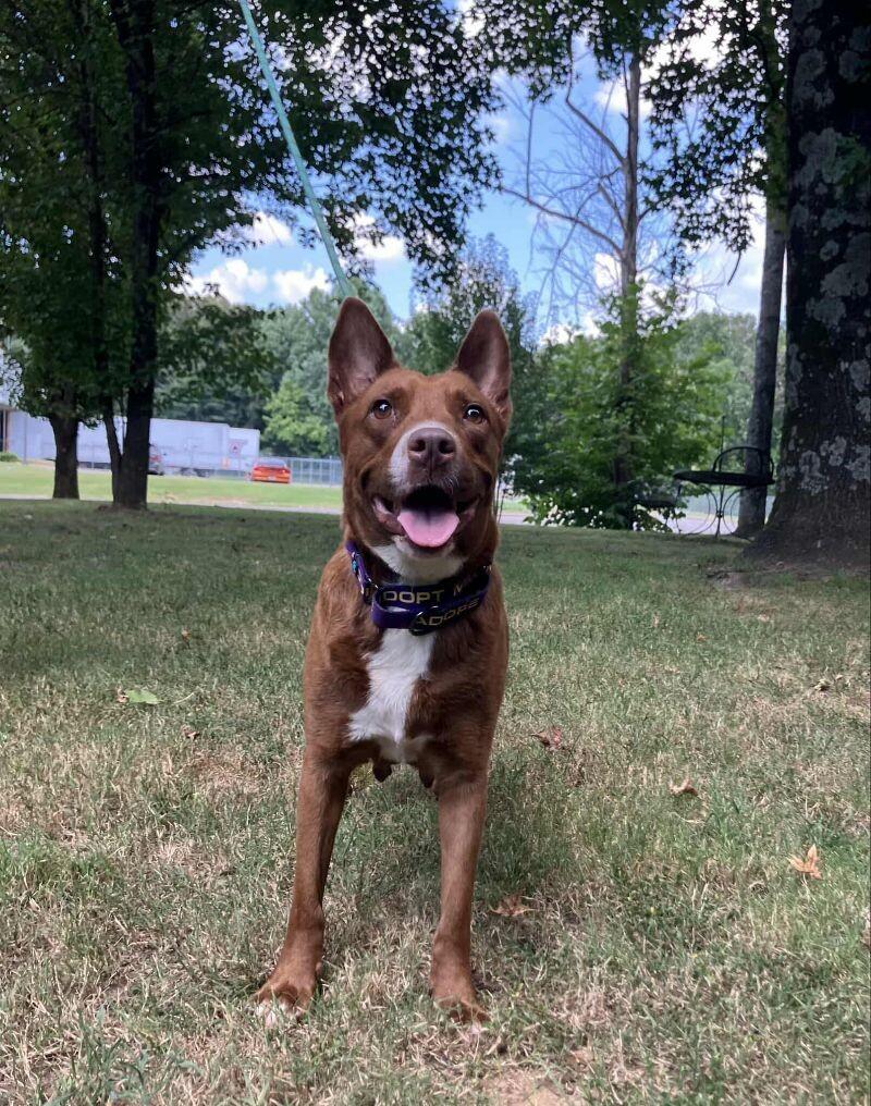 Enlarge Kynlee, a Adoptable mixed breed in Jackson, TN image 4/6