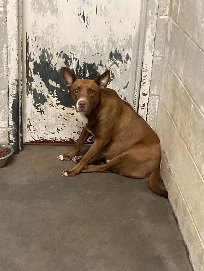 Enlarge Kynlee, a Adoptable mixed breed in Jackson, TN image 5/6