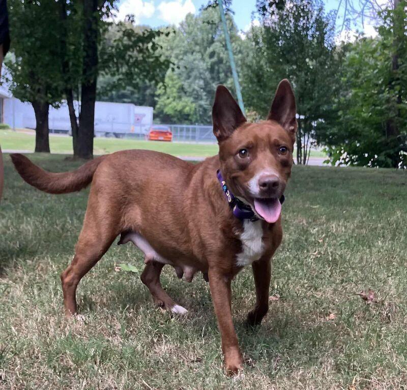 Kynlee, a Adoptable mixed breed in Jackson, TN image 5/6
