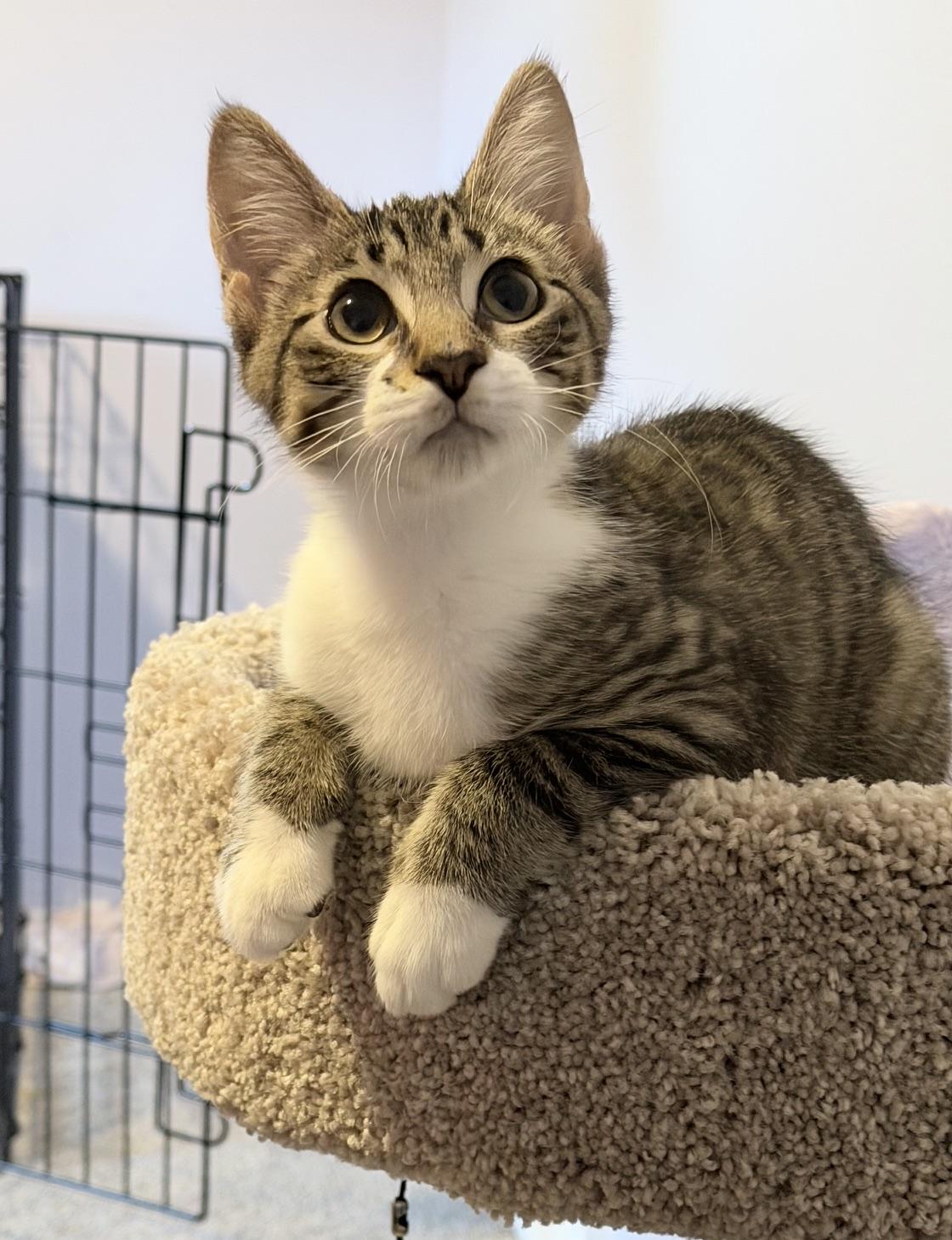Arelius, Adoptable, Kitten Male Domestic Short Hair.