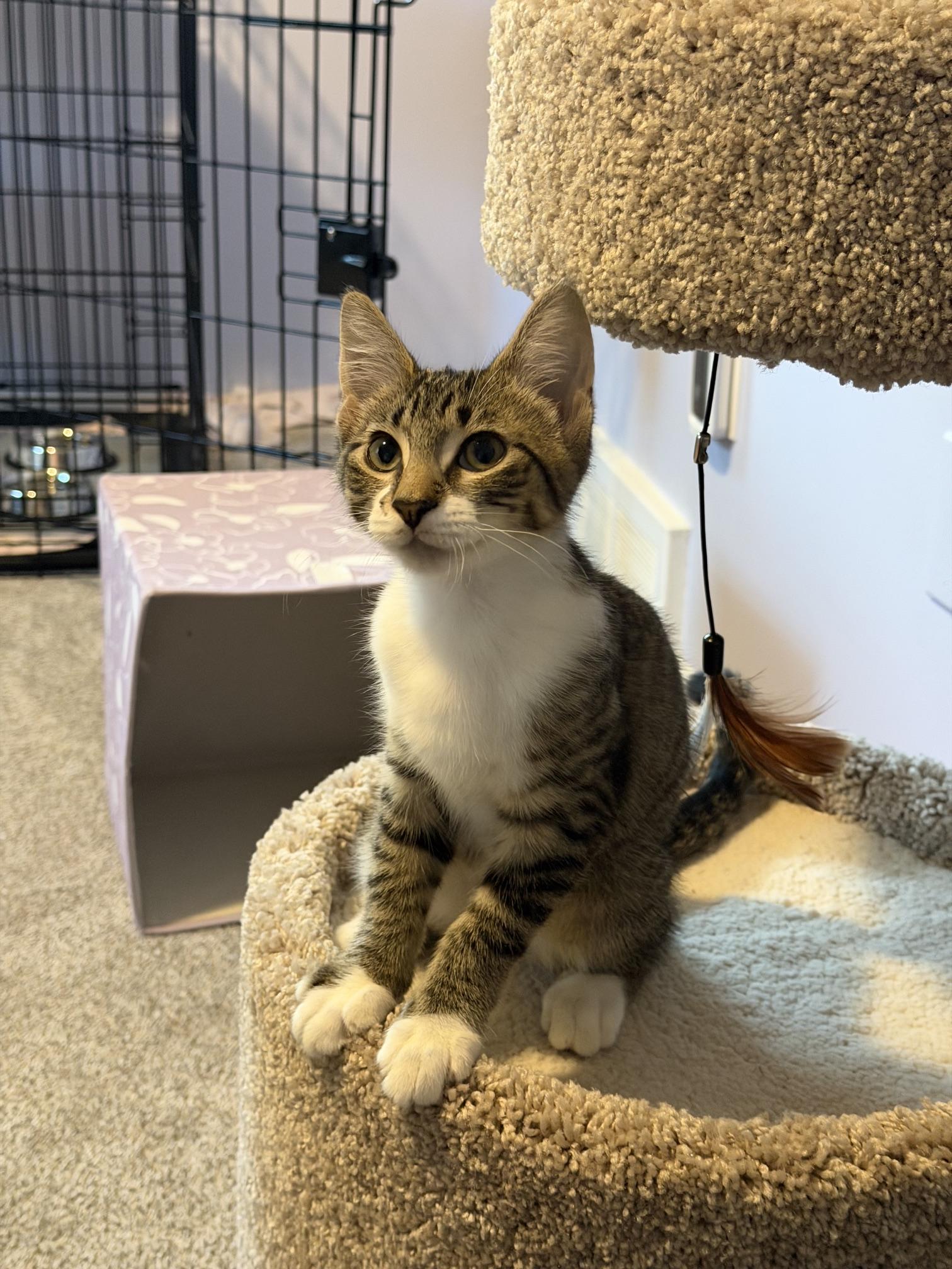 Enlarge Arelius, a Adoptable Domestic Short Hair in Sterling Heights, MI image 2/2