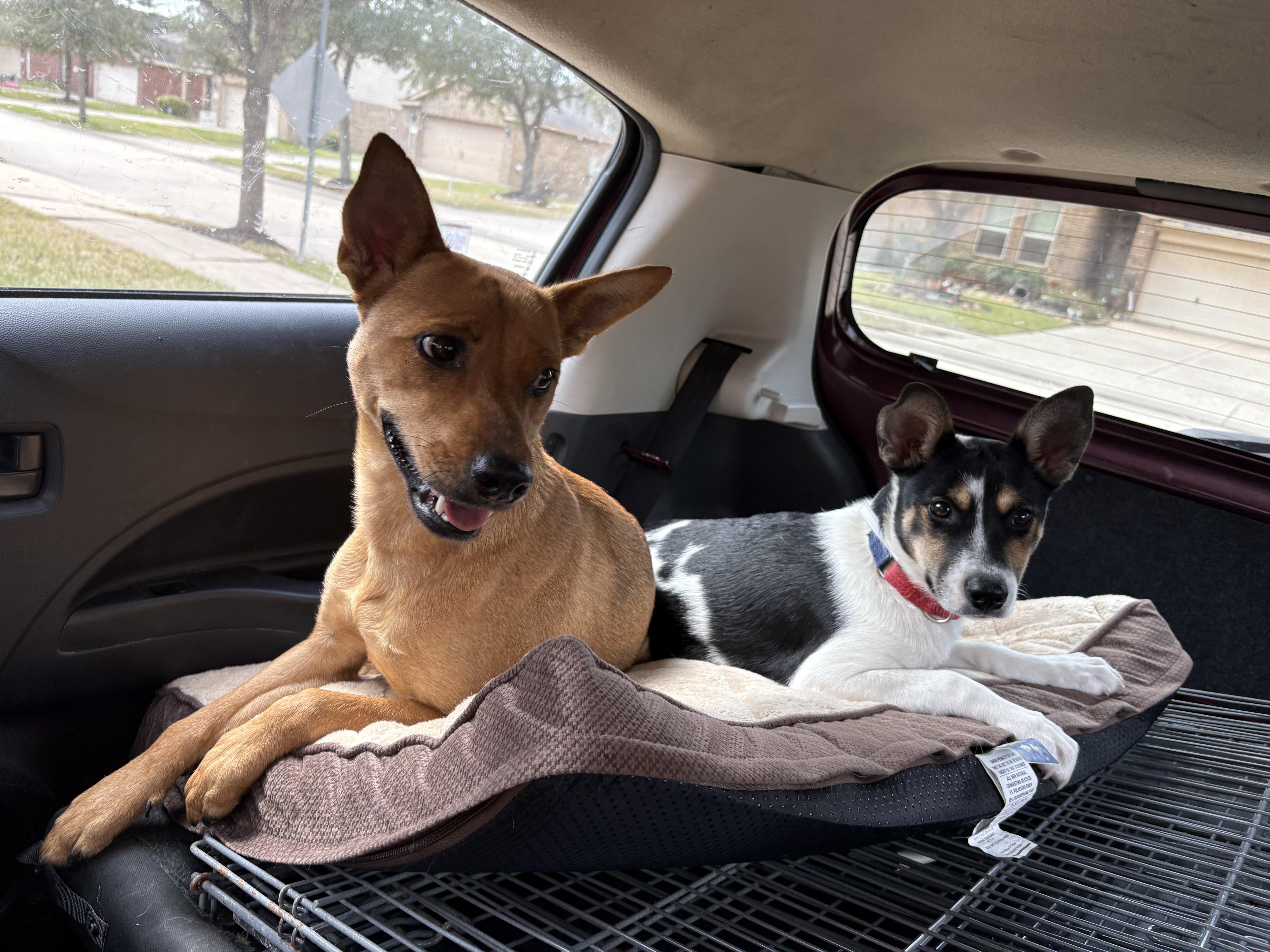 Enlarge Meadow, an adopted mixed breed in Houston, TX image 6/6