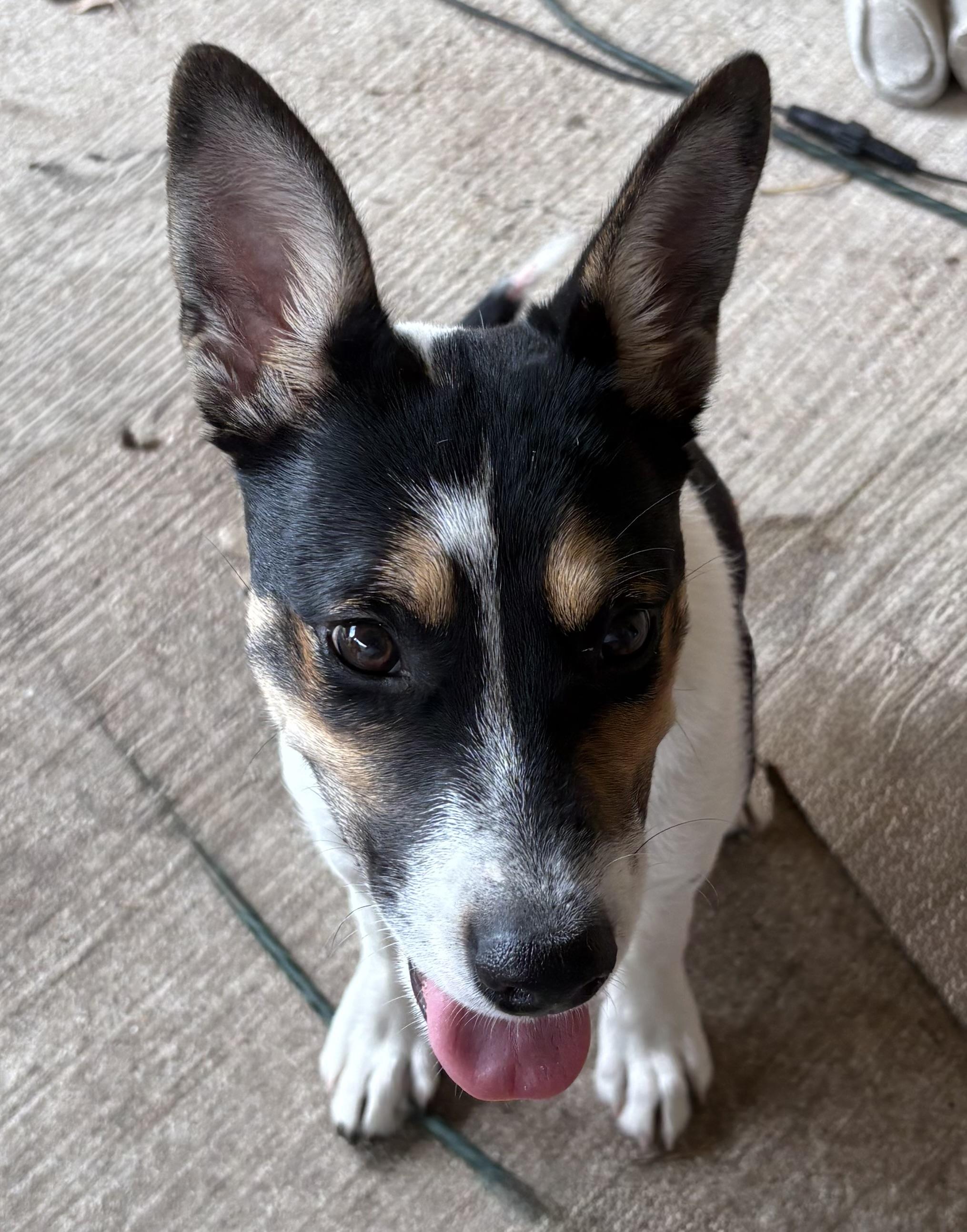 Enlarge Meadow, an adopted mixed breed in Houston, TX image 3/6