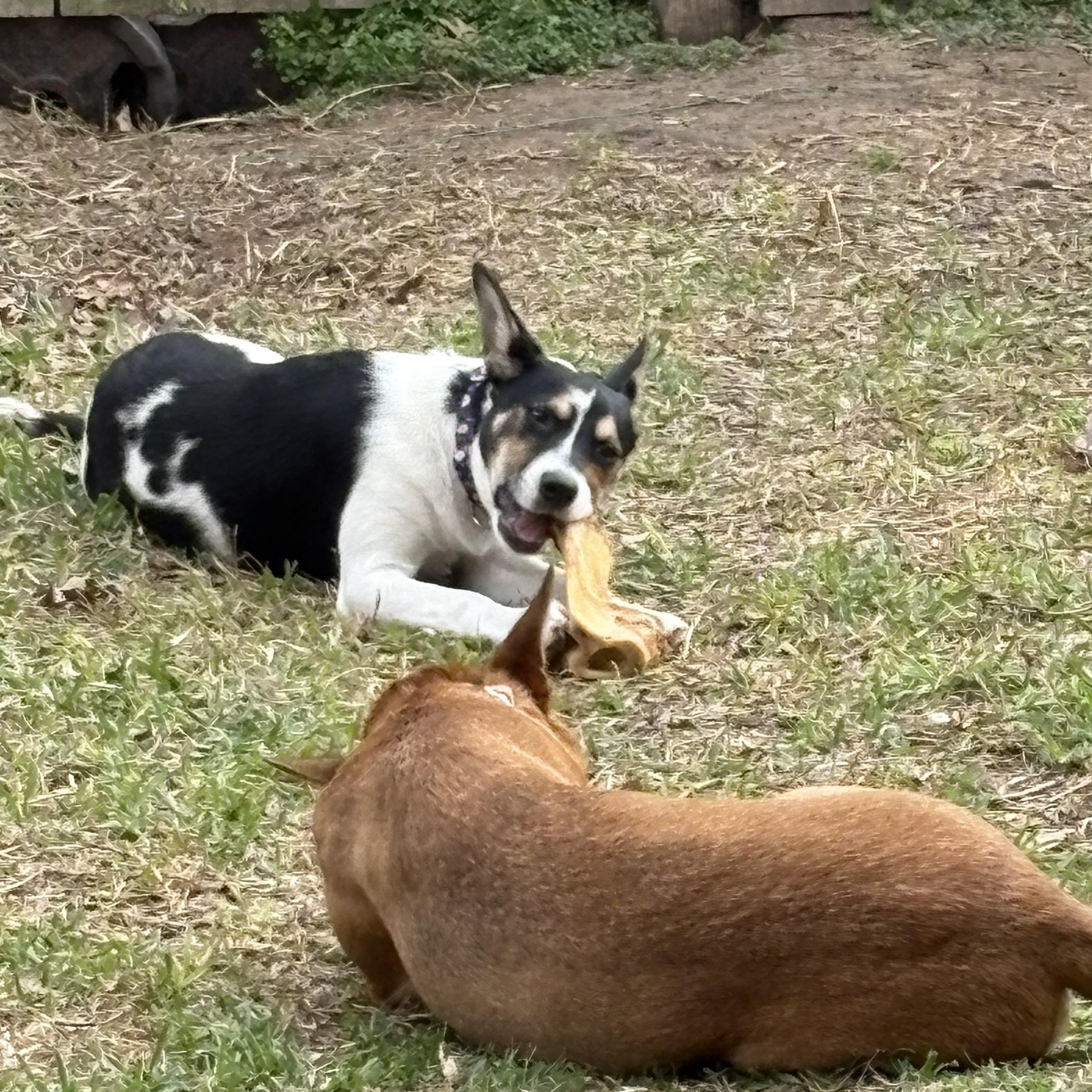 Enlarge Meadow, an adopted mixed breed in Houston, TX image 5/6