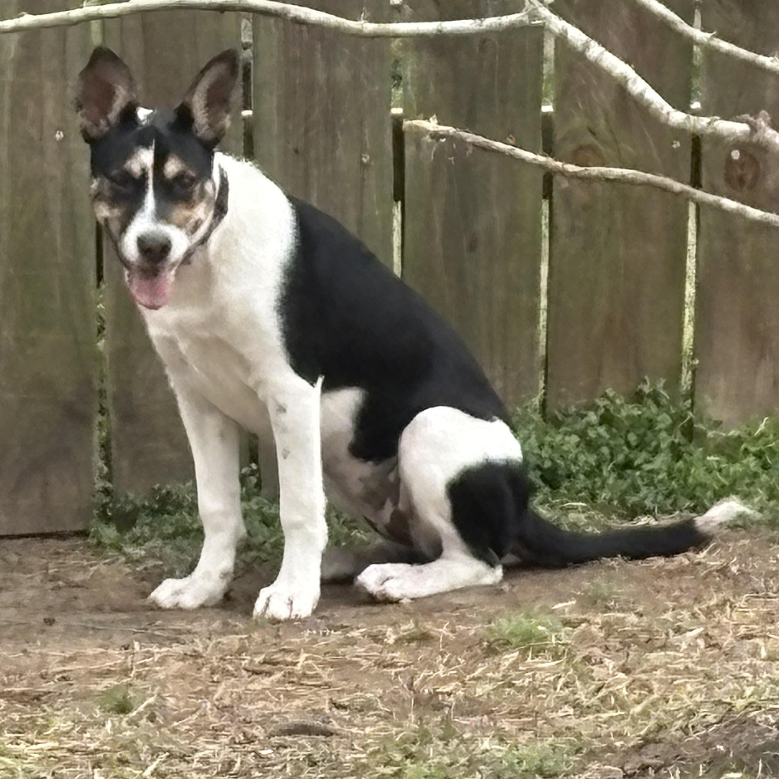Enlarge Meadow, an adopted mixed breed in Houston, TX image 4/6