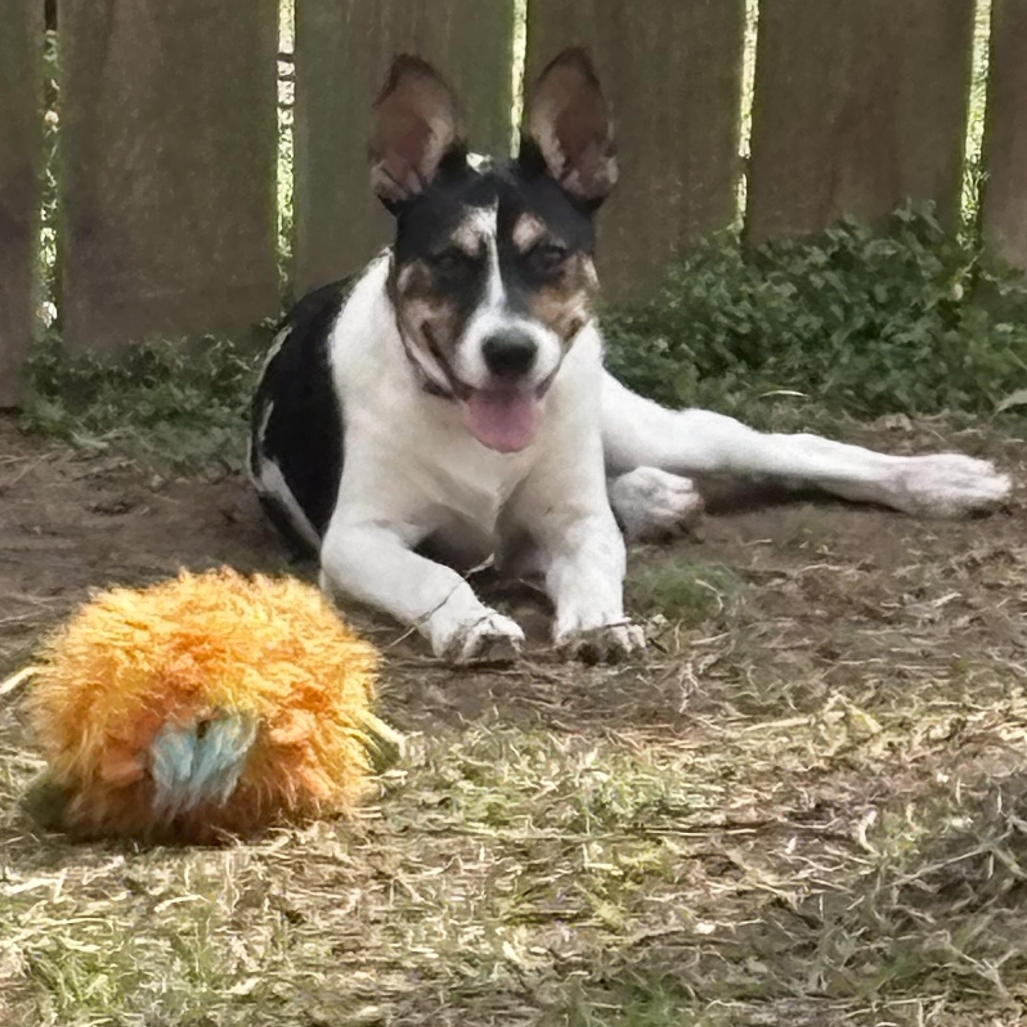 Enlarge Meadow, an adopted mixed breed in Houston, TX image 2/6