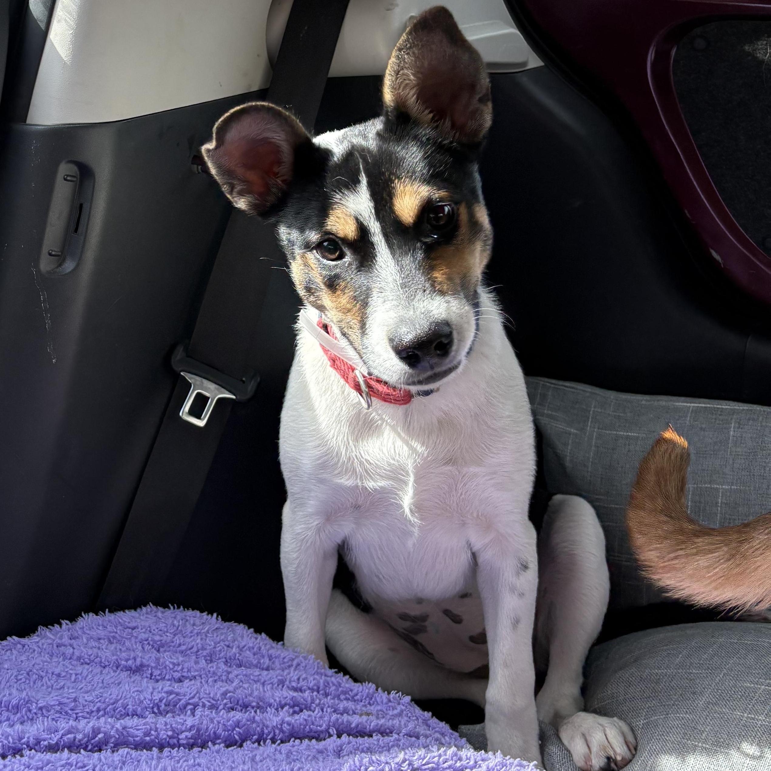 Enlarge Meadow, an adopted mixed breed in Houston, TX image 1/6