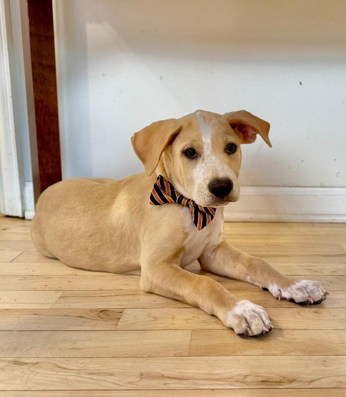 Enlarge Ace Freckle Face, a Adoptable mixed breed in Friendswood, TX image 1/2