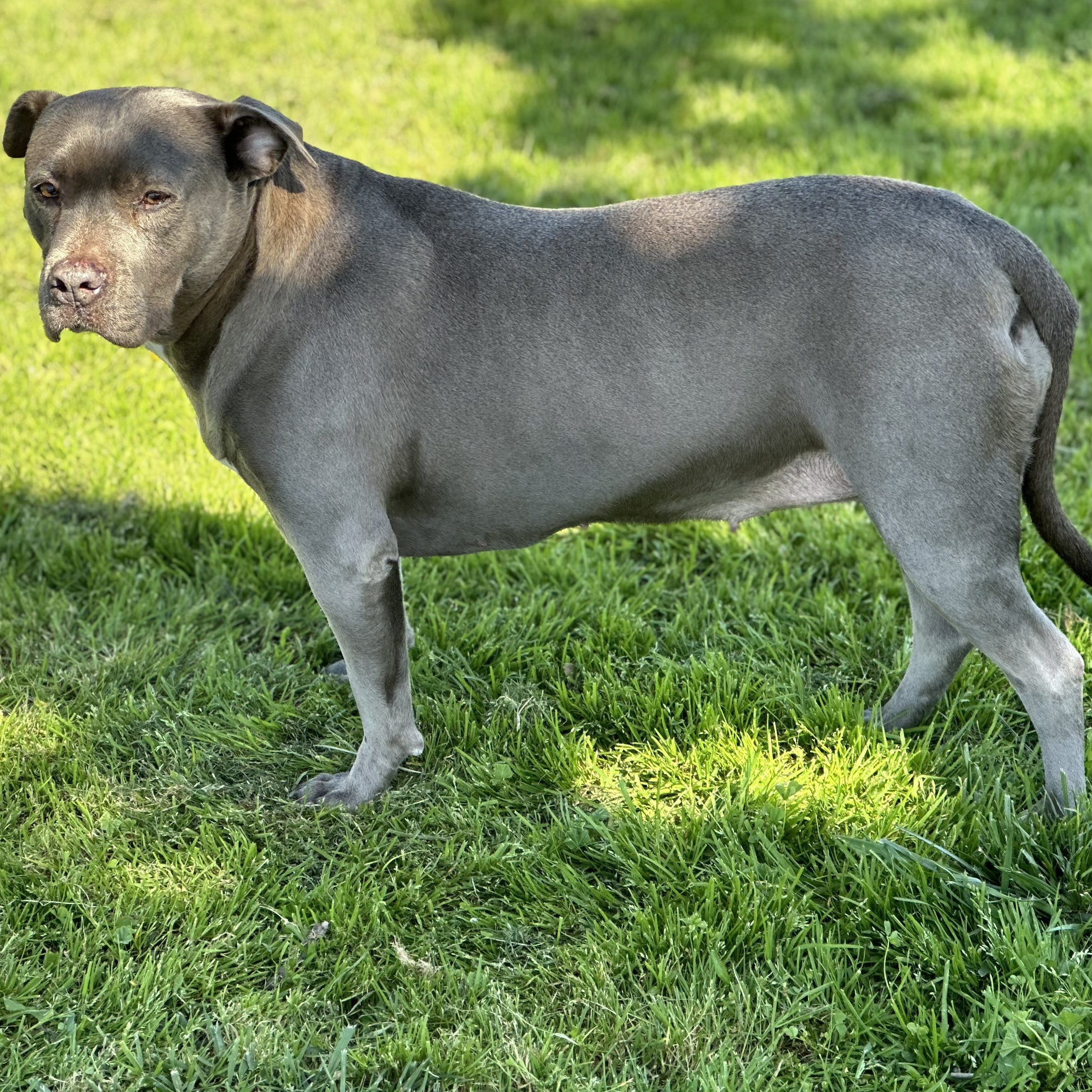 Enlarge Storm, a Adoptable American Staffordshire Terrier in Grass Valley, CA image 2/4
