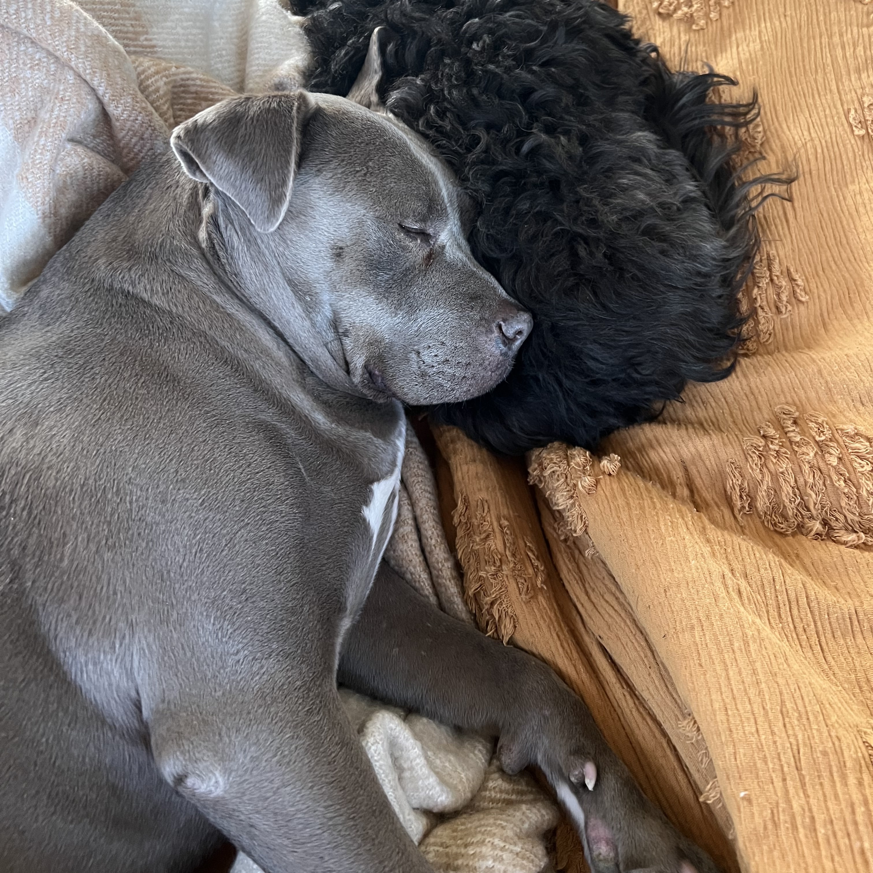 Enlarge Storm, a Adoptable American Staffordshire Terrier in Grass Valley, CA image 3/4