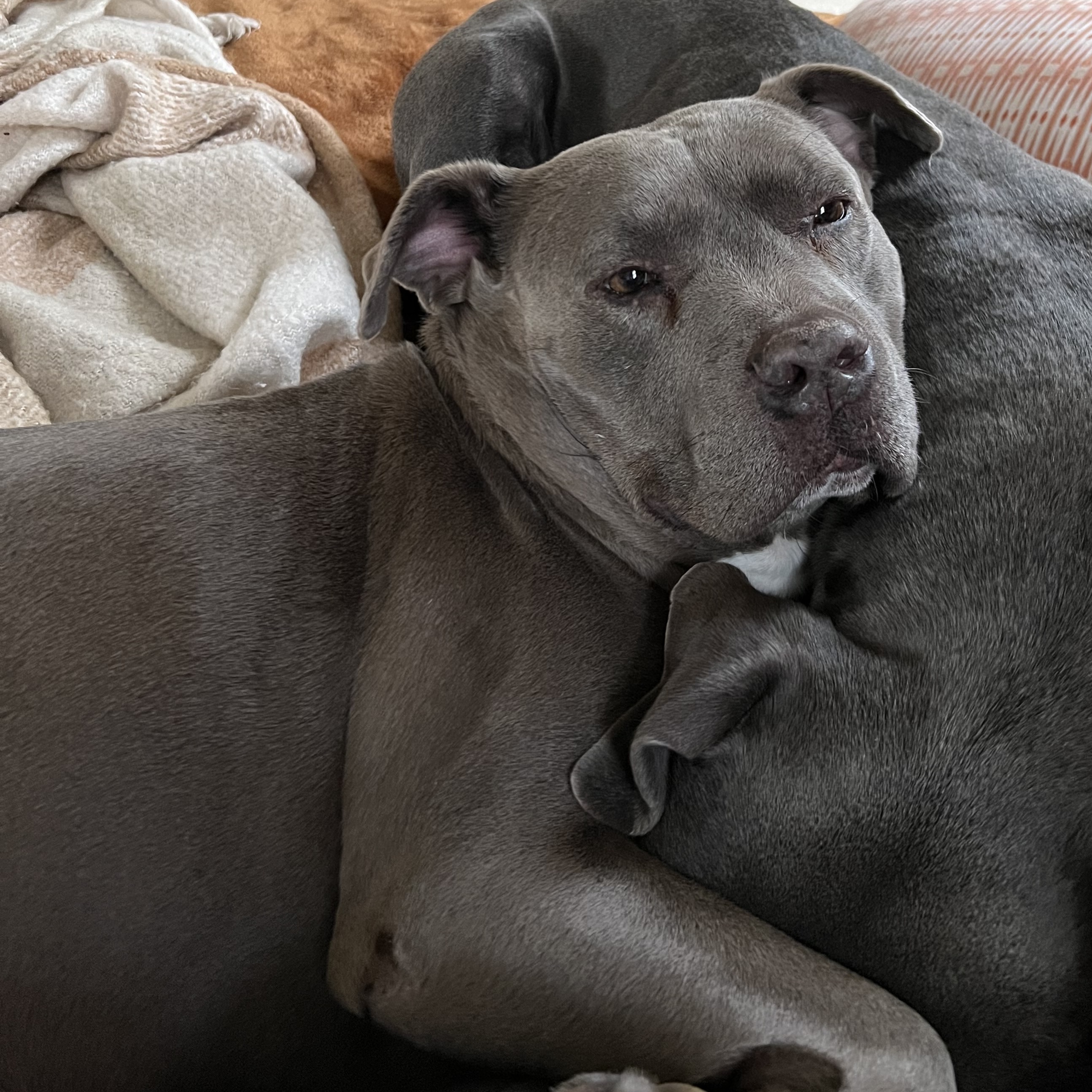 Enlarge Storm, a Adoptable American Staffordshire Terrier in Grass Valley, CA image 1/4