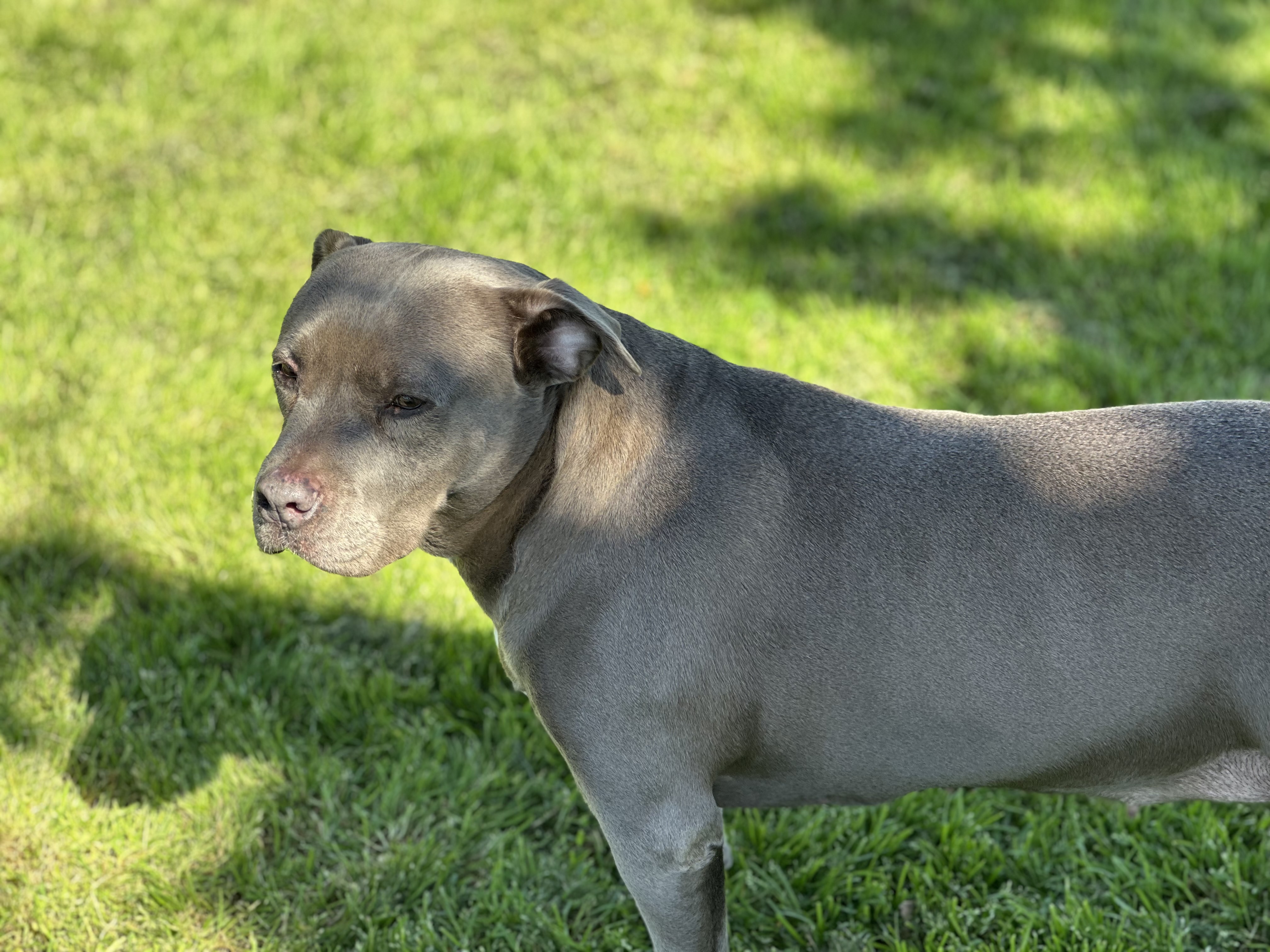 Enlarge Storm, a Adoptable American Staffordshire Terrier in Grass Valley, CA image 4/4