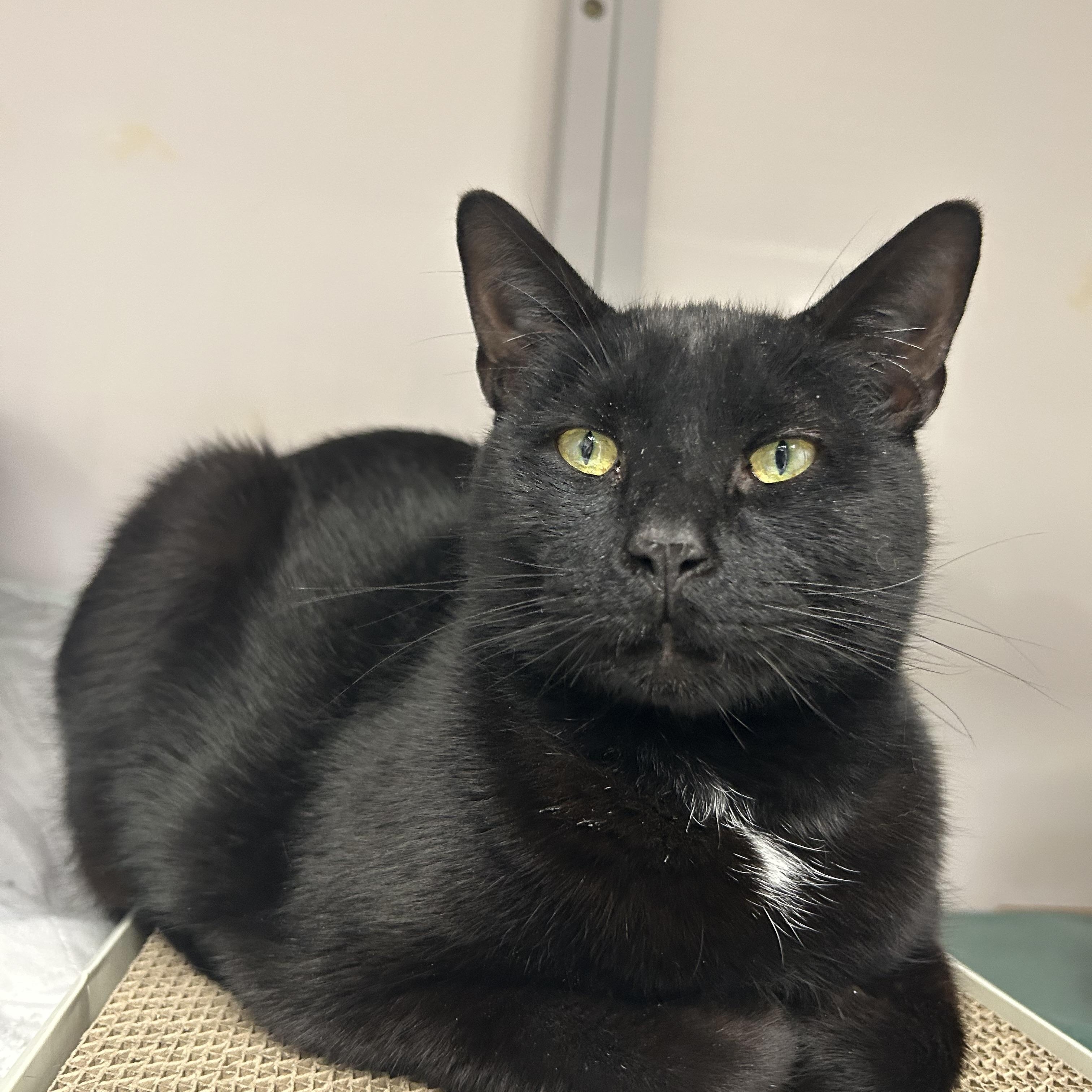 Enlarge Carter, a ADOPTABLE Domestic Short Hair in White Oak, PA image 3/4