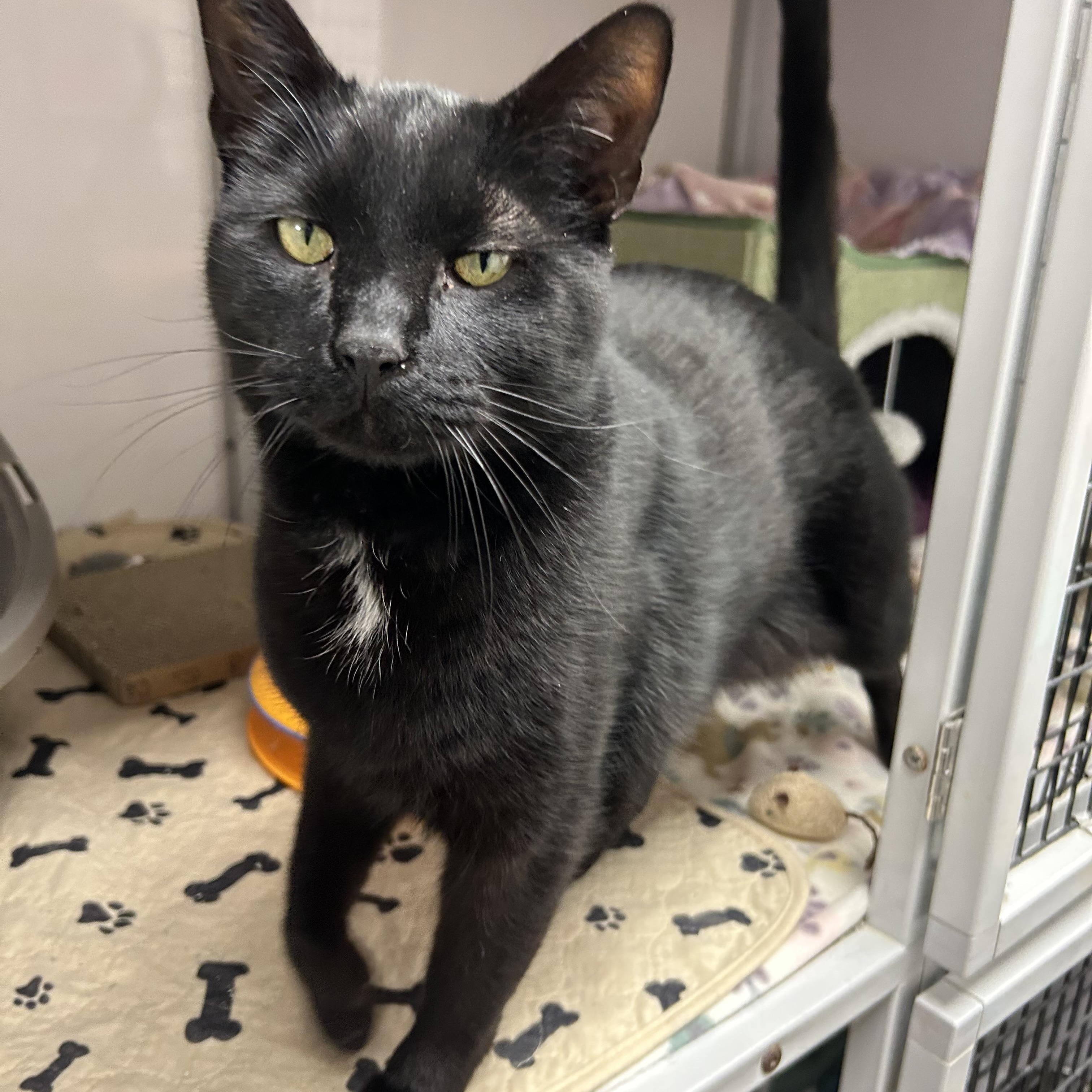 Enlarge Carter, a ADOPTABLE Domestic Short Hair in White Oak, PA image 1/4