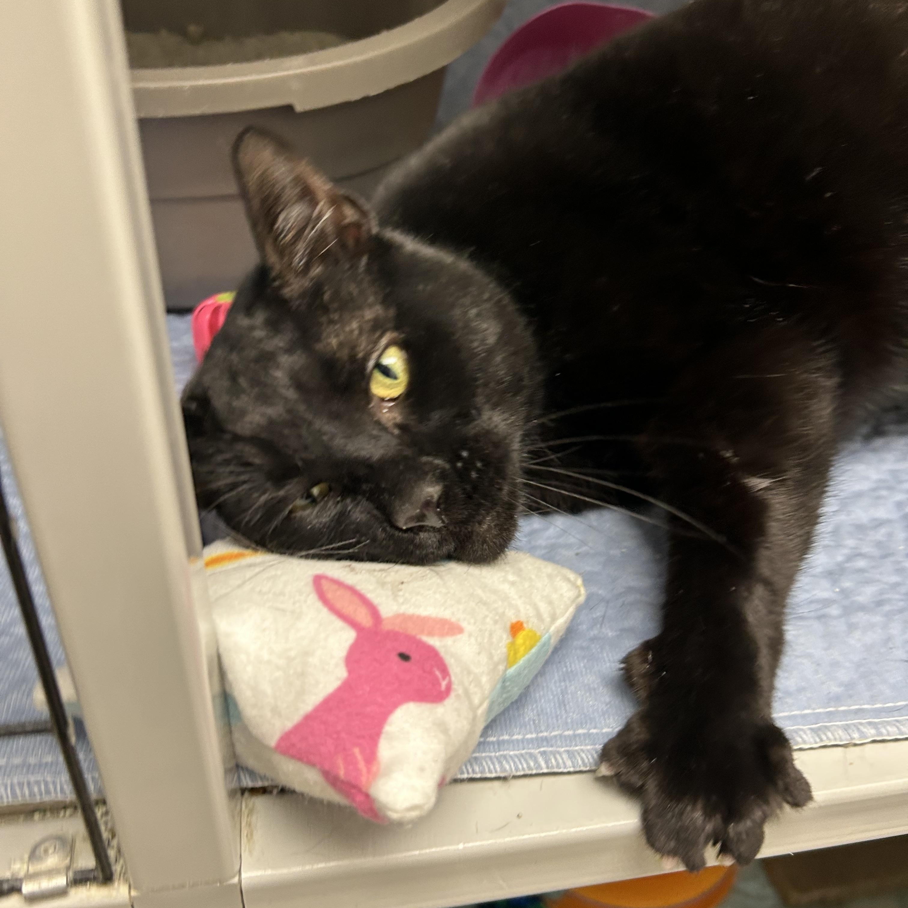 Enlarge Carter, a ADOPTABLE Domestic Short Hair in White Oak, PA image 4/4