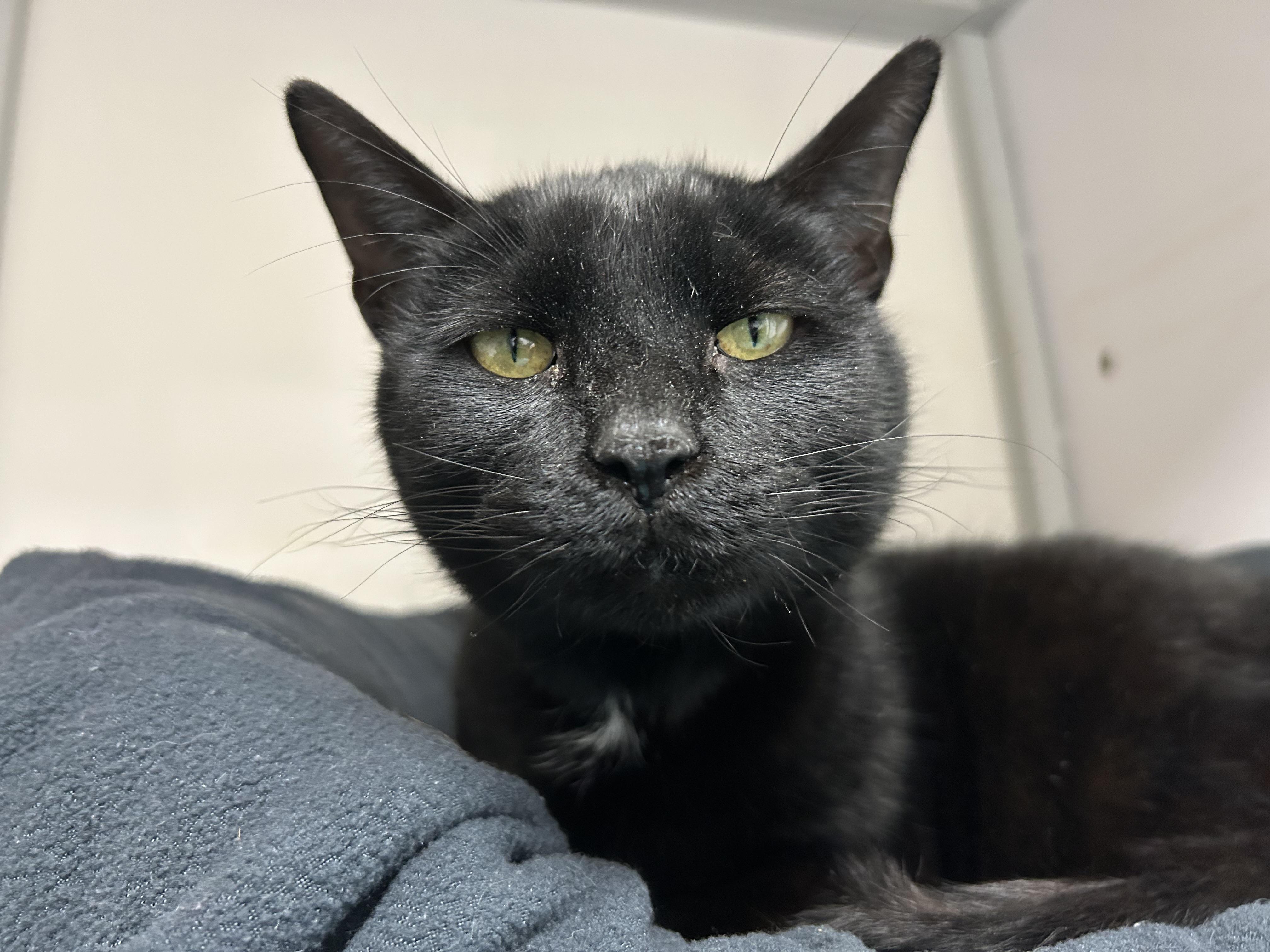 Enlarge Carter, a ADOPTABLE Domestic Short Hair in White Oak, PA image 2/4