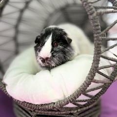 Buddy, Adoptable, Adult Male Short-Haired.